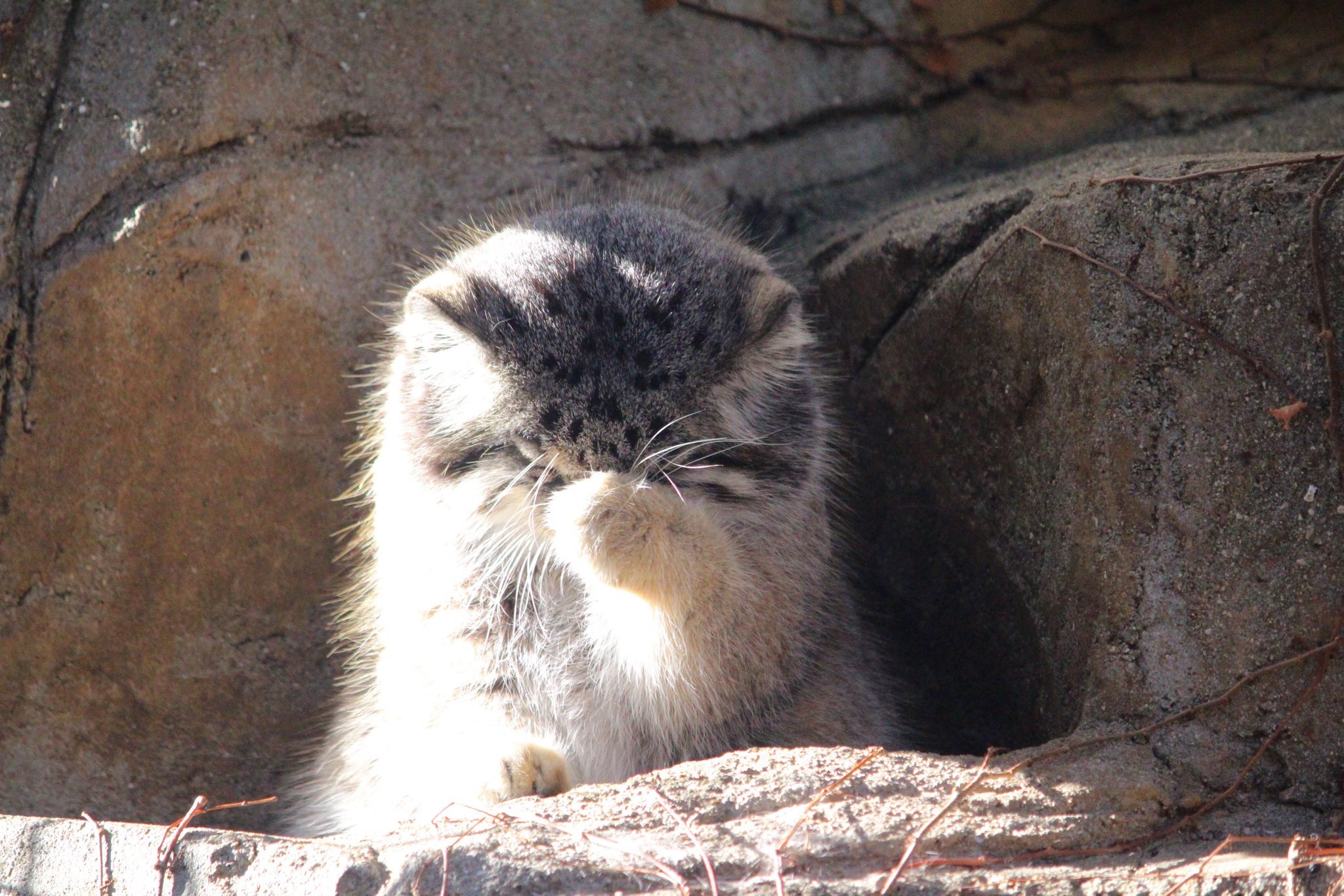 Who came up with the idea of ??holding corporate parties on weekdays? - Pallas' cat, Pet the cat, Cat family, Small cats