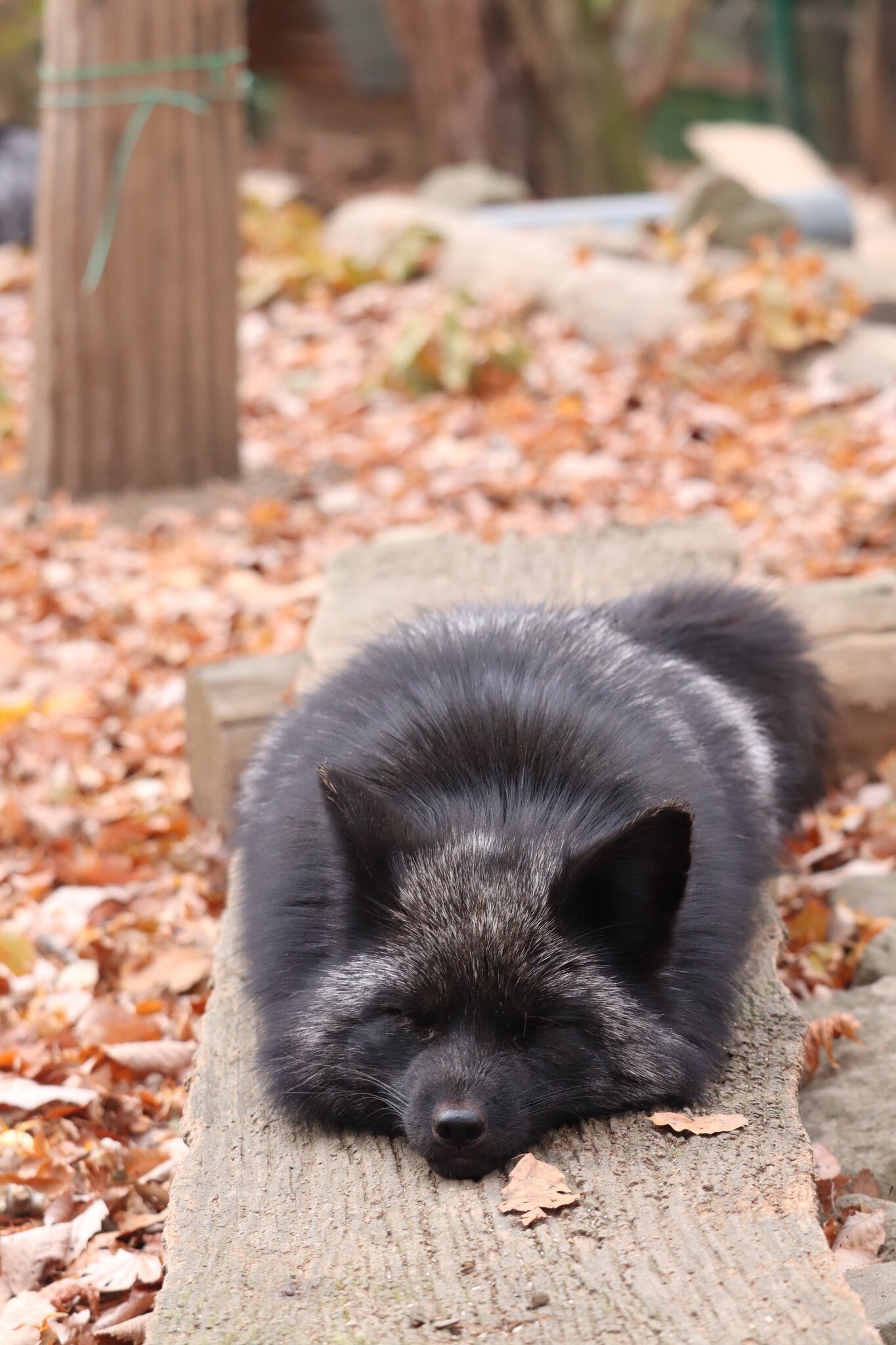 Black. Fluffy. In power saving mode - Animals, Fox, The photo