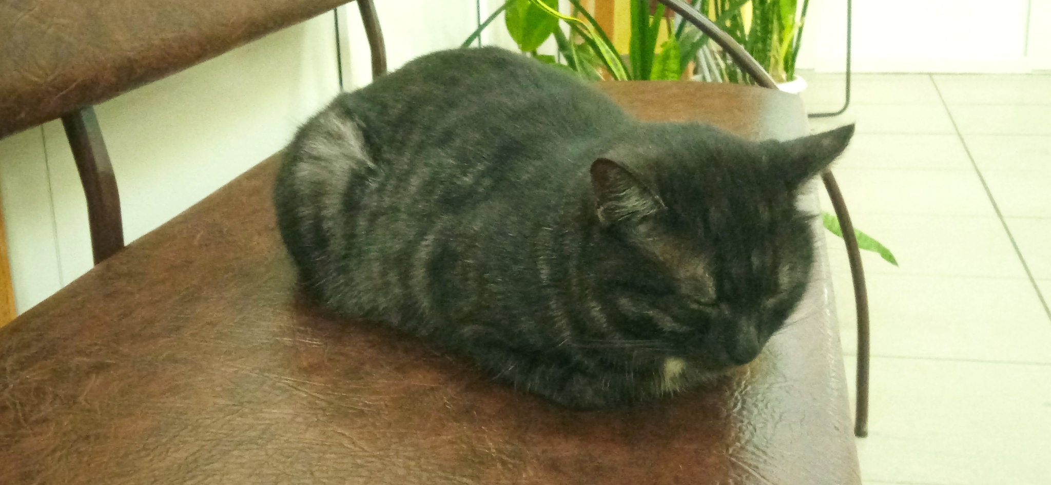 Loaf - My, cat, Bread, The photo