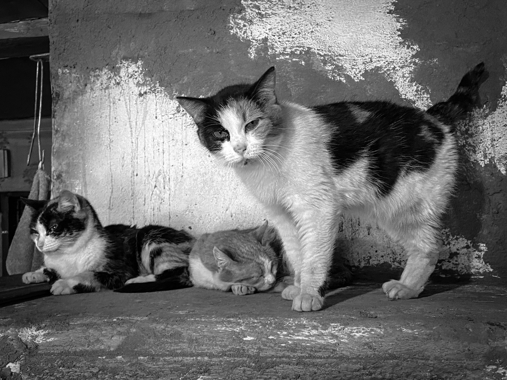 Staritsky cats - My, cat, The photo, Mobile photography, Village, Oxbow, Tver region, Country people, Longpost