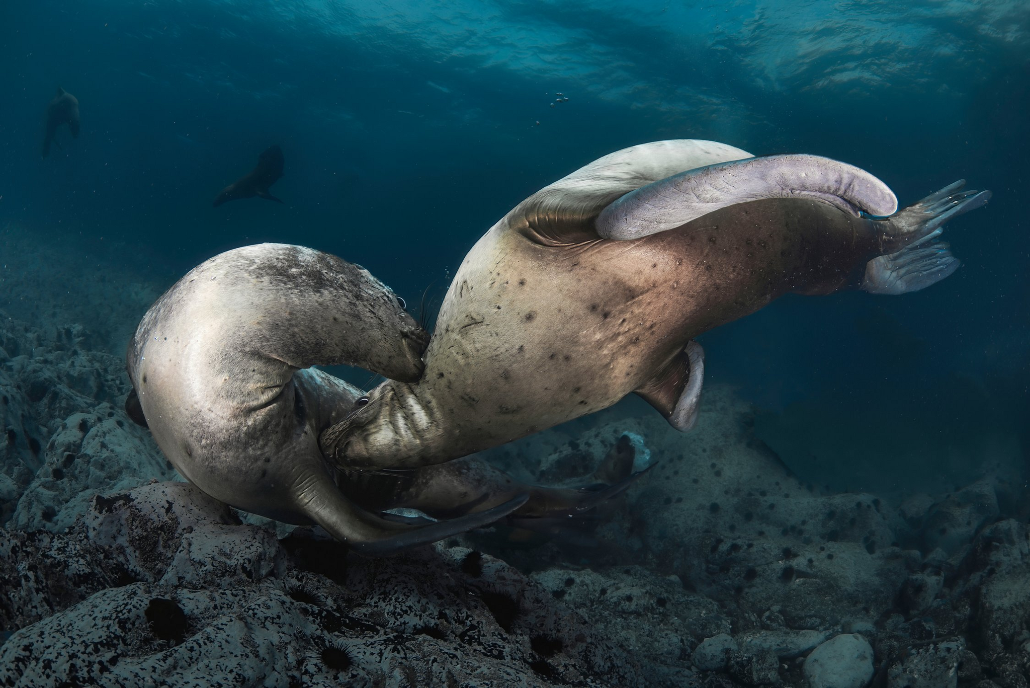 Sea lions of Moneron Island - Sea lions, Moneron, Sakhalin Region, Tatar Strait, Wild animals, Marine life, The photo, Underwater world, Underwater photography, wildlife, Longpost