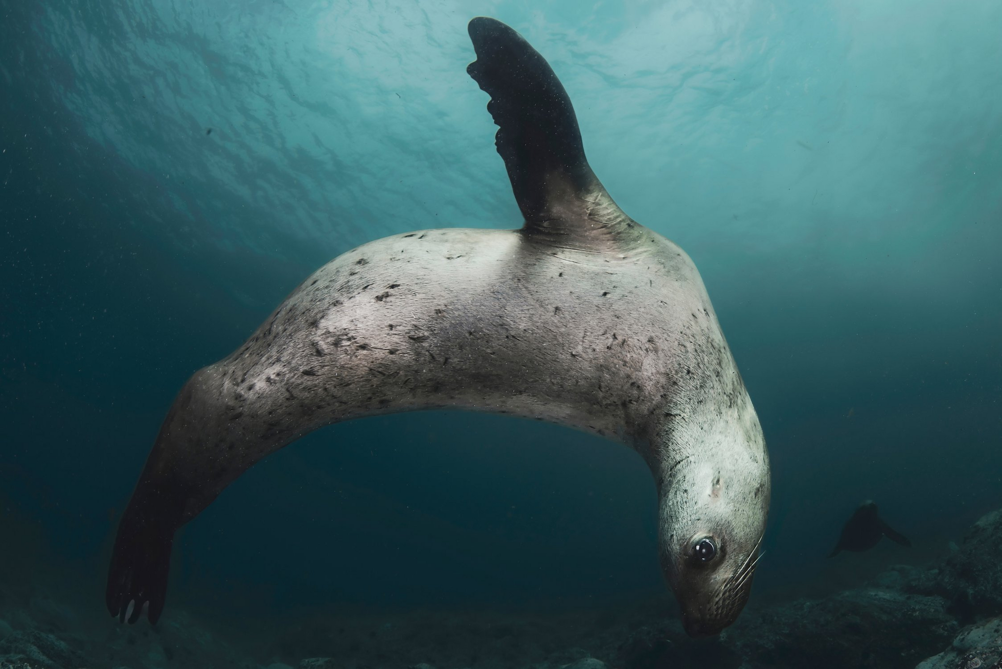 Sea lions of Moneron Island - Sea lions, Moneron, Sakhalin Region, Tatar Strait, Wild animals, Marine life, The photo, Underwater world, Underwater photography, wildlife, Longpost