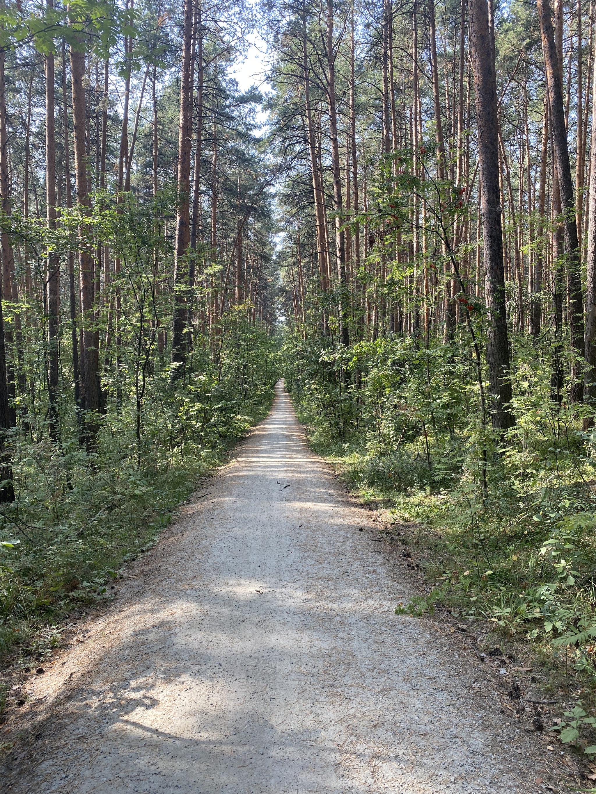 Summer - My, Summer, Road, Forest, Nature, The photo