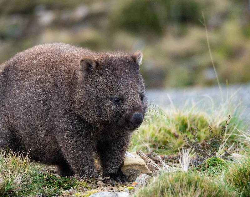 Is it true that wombats save other animals in their burrows from fires? - My, Wombats, Australia, Fire, Nature, Animals, Longpost