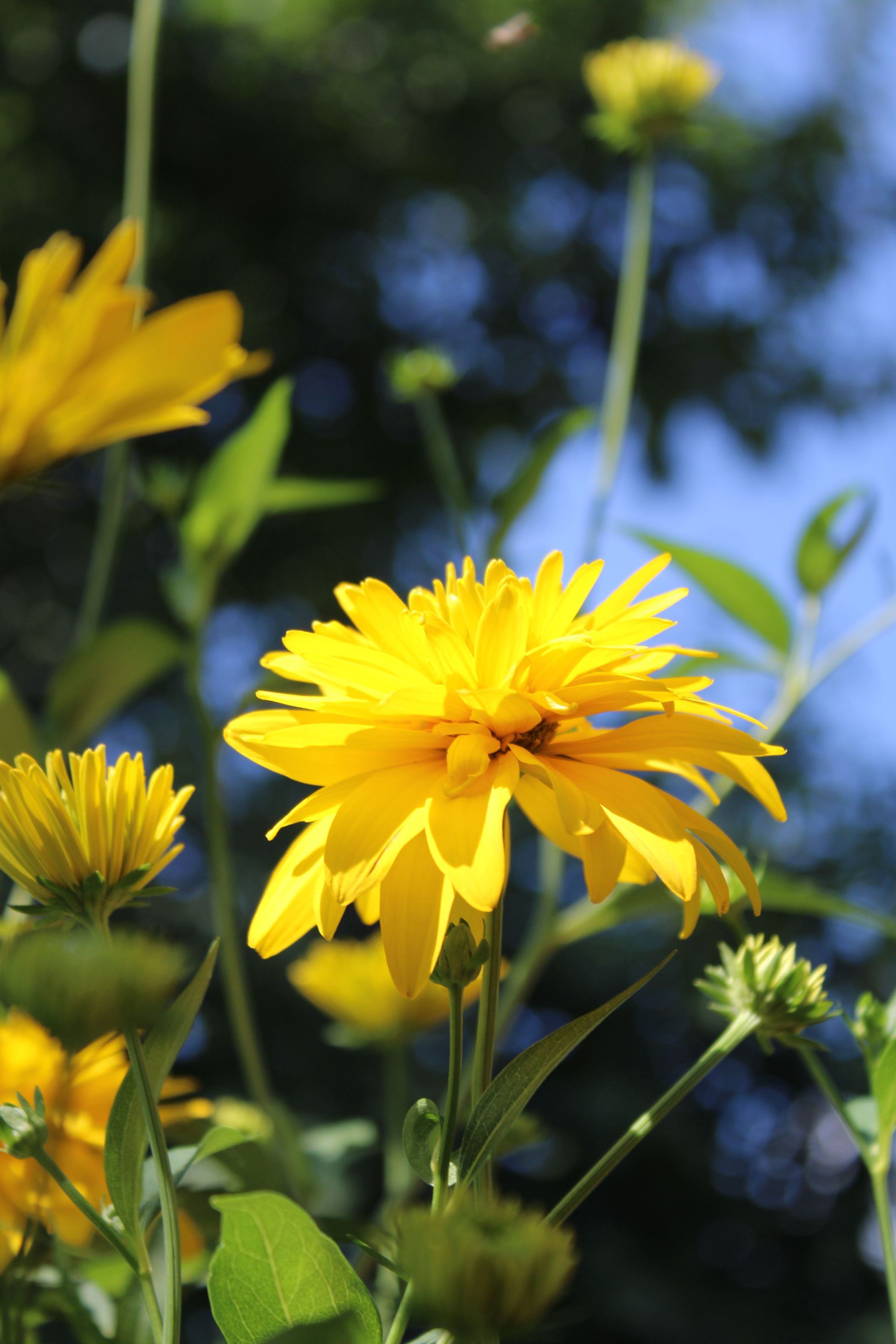 Rudbeckia dissected: golden balls - My, Flowers, Nature, Beginning photographer, Canon, Garden, Summer, Wish, Rudbeckia, Longpost