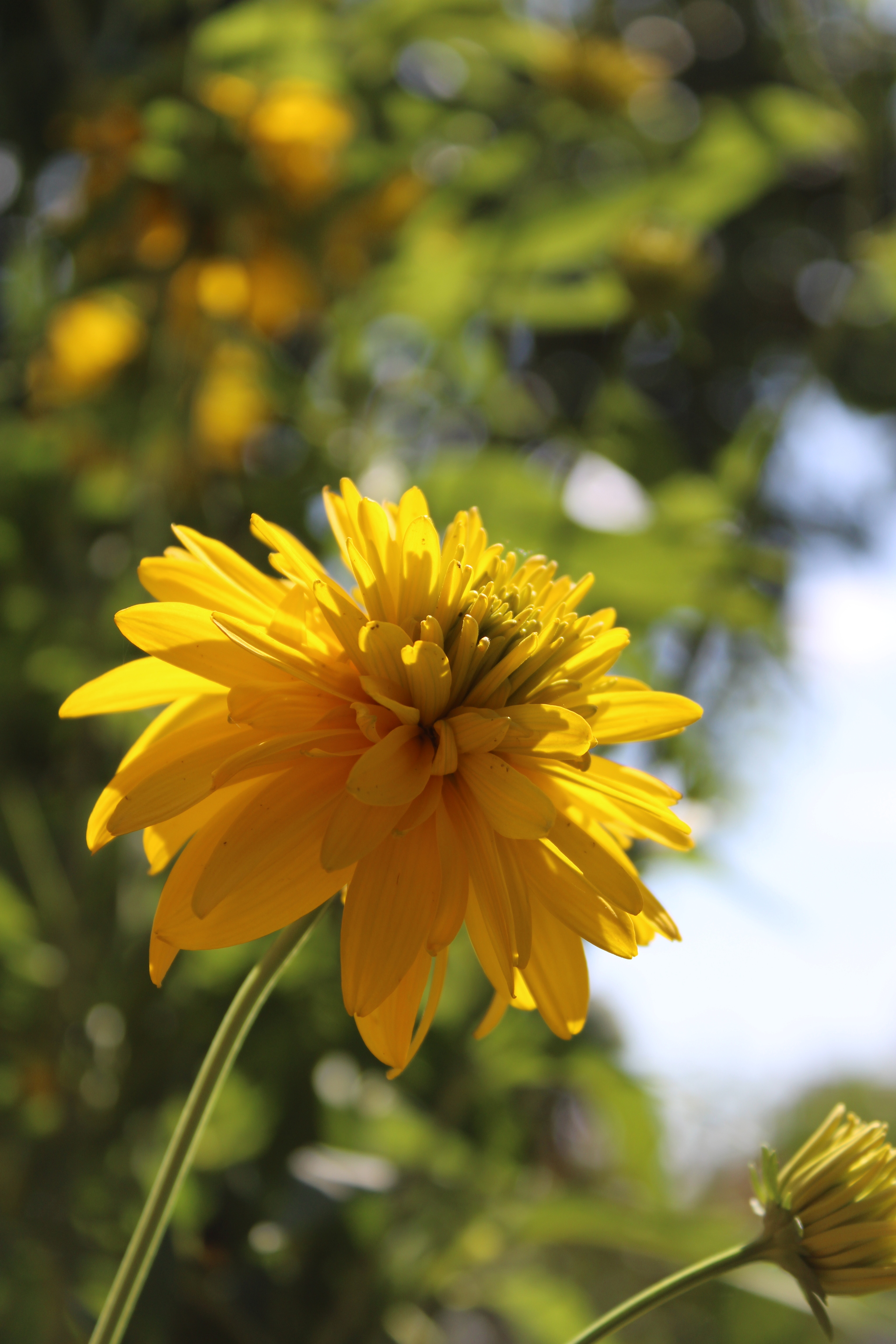 Rudbeckia dissected: golden balls - My, Flowers, Nature, Beginning photographer, Canon, Garden, Summer, Wish, Rudbeckia, Longpost