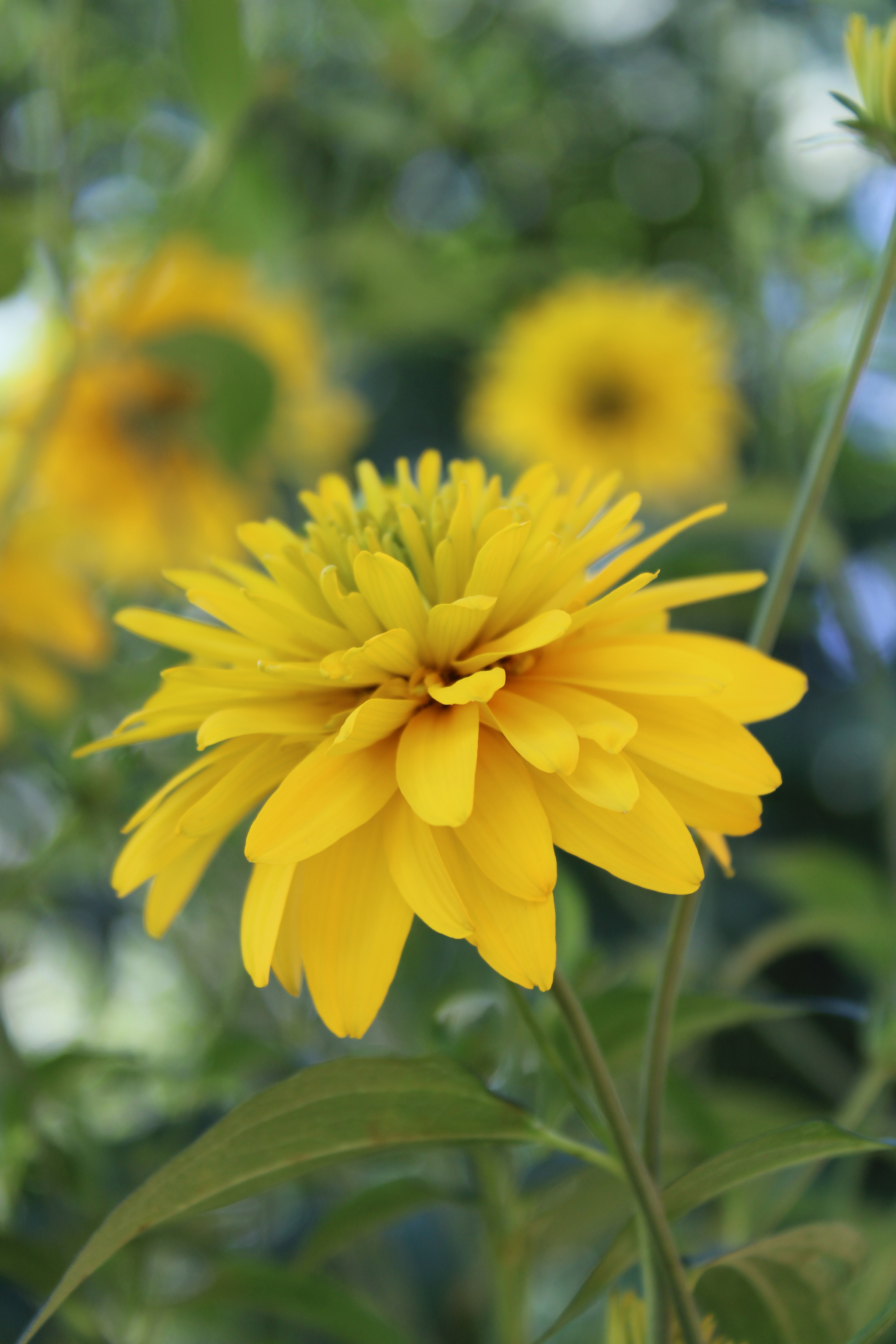 Rudbeckia dissected: golden balls - My, Flowers, Nature, Beginning photographer, Canon, Garden, Summer, Wish, Rudbeckia, Longpost