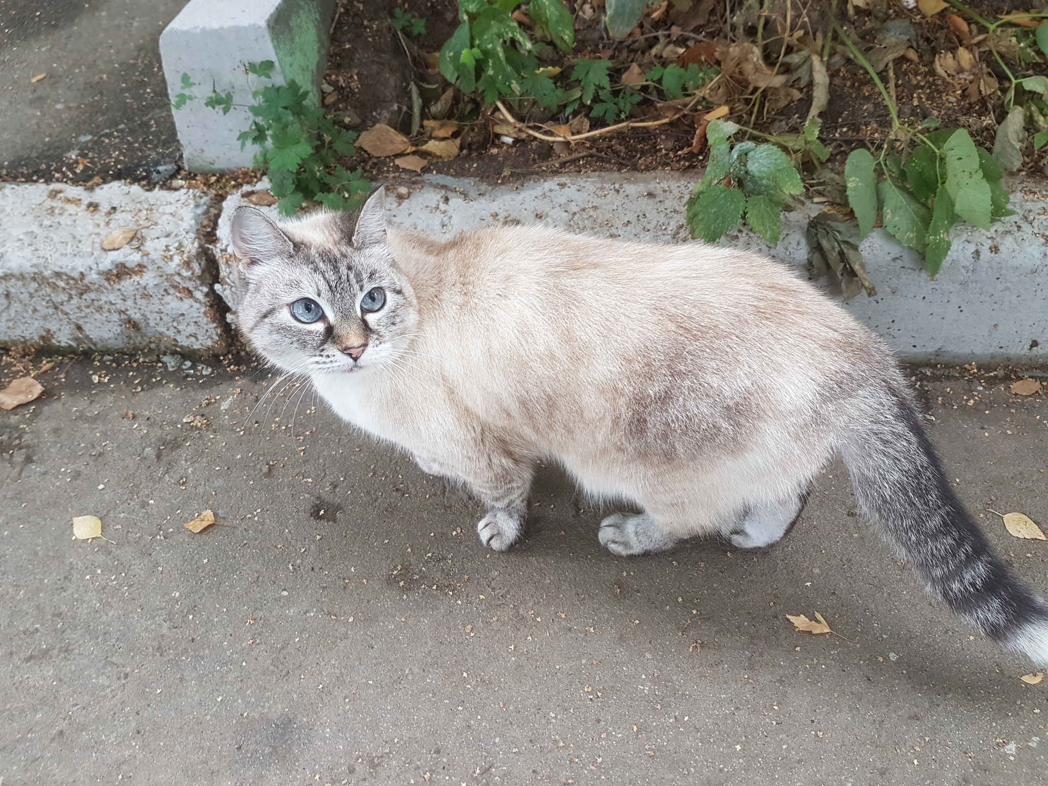 Rare colors of street cats - My, cat, Color, Siamese cat, Question, Interesting, Marble color, Longpost