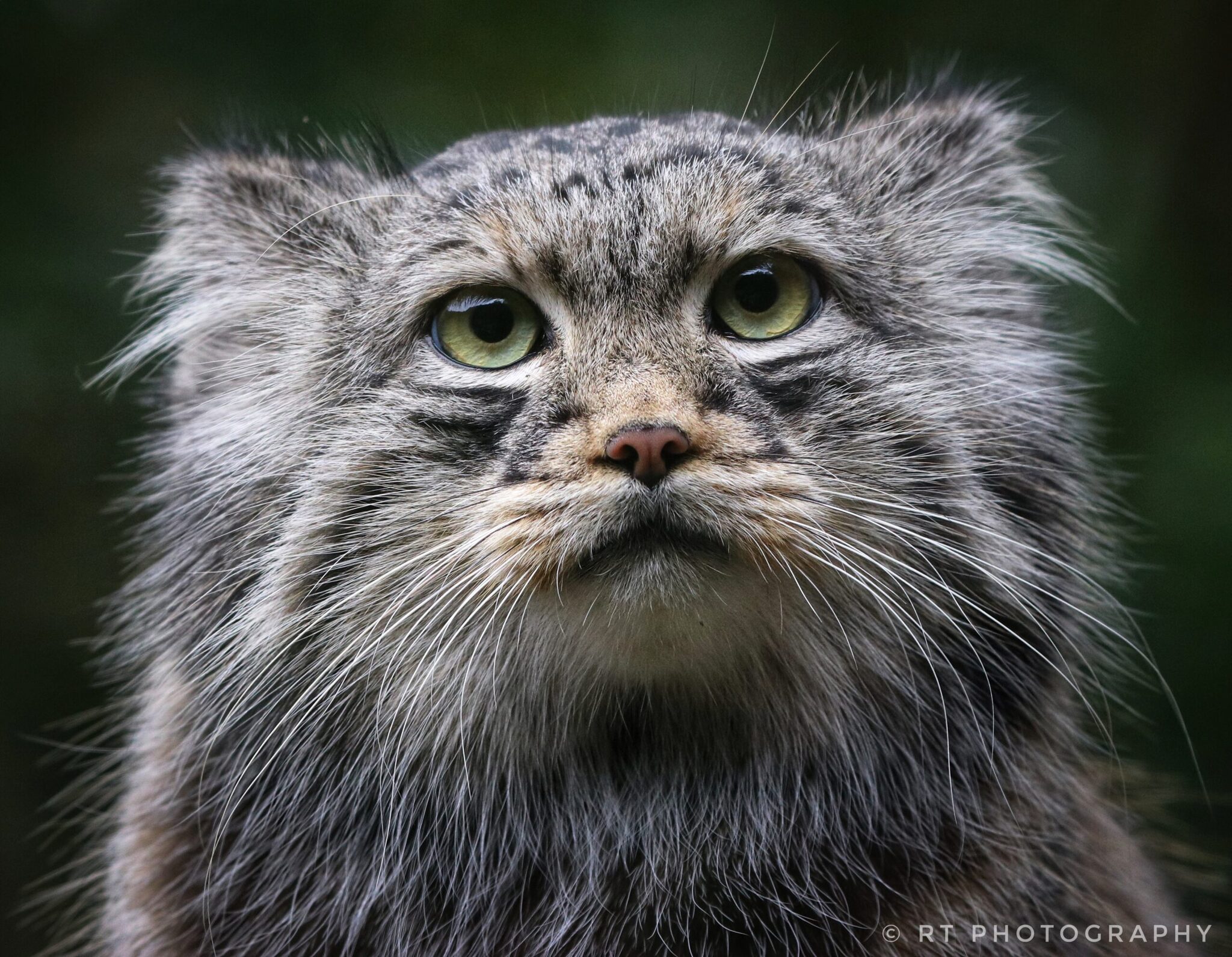 Manul portrait :3 - Pallas' cat, Cat family, Pet the cat, Small cats