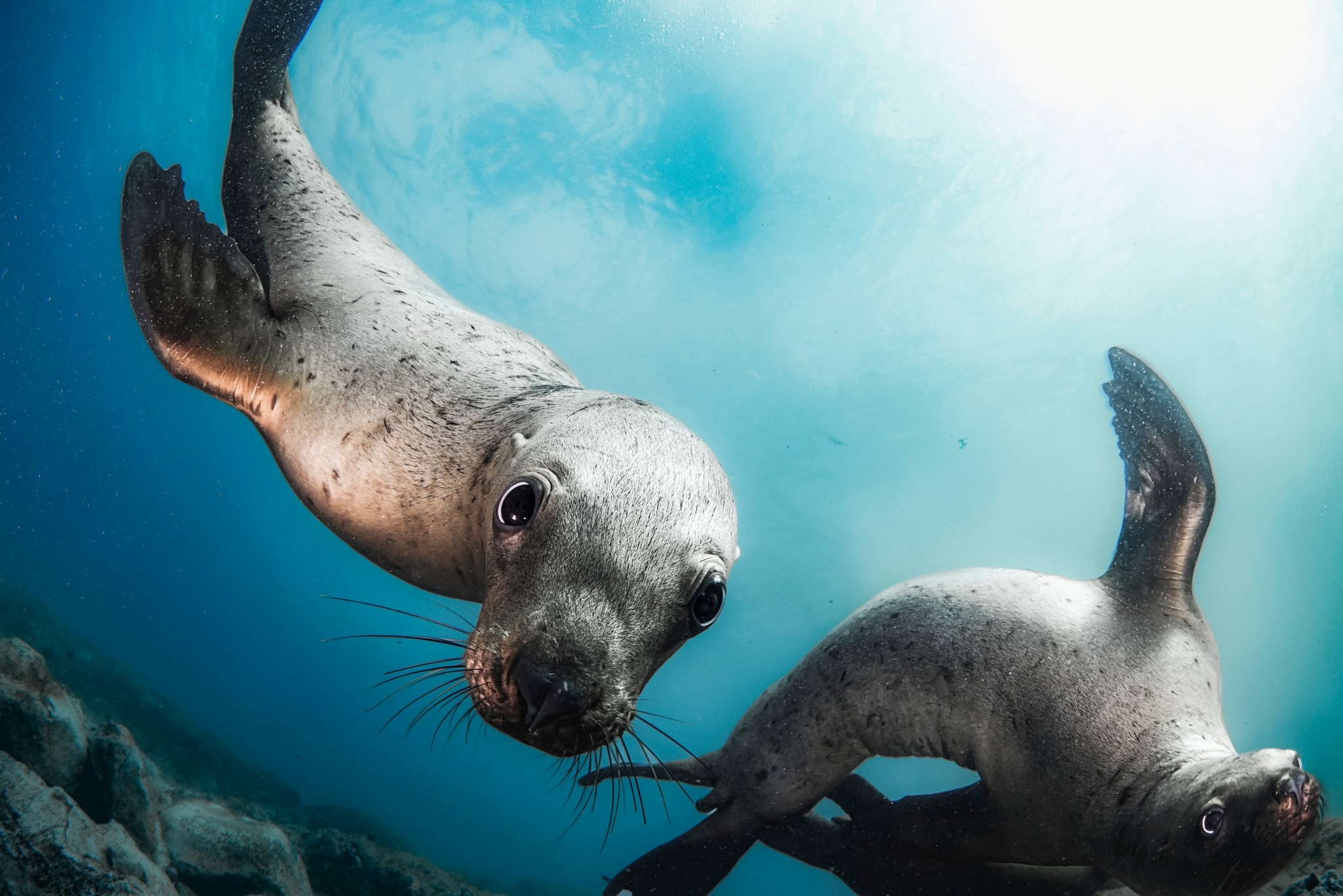 Sea lions of Moneron Island - Sea lions, Moneron, Sakhalin Region, Tatar Strait, Wild animals, Marine life, The photo, Underwater world, Underwater photography, wildlife, Longpost