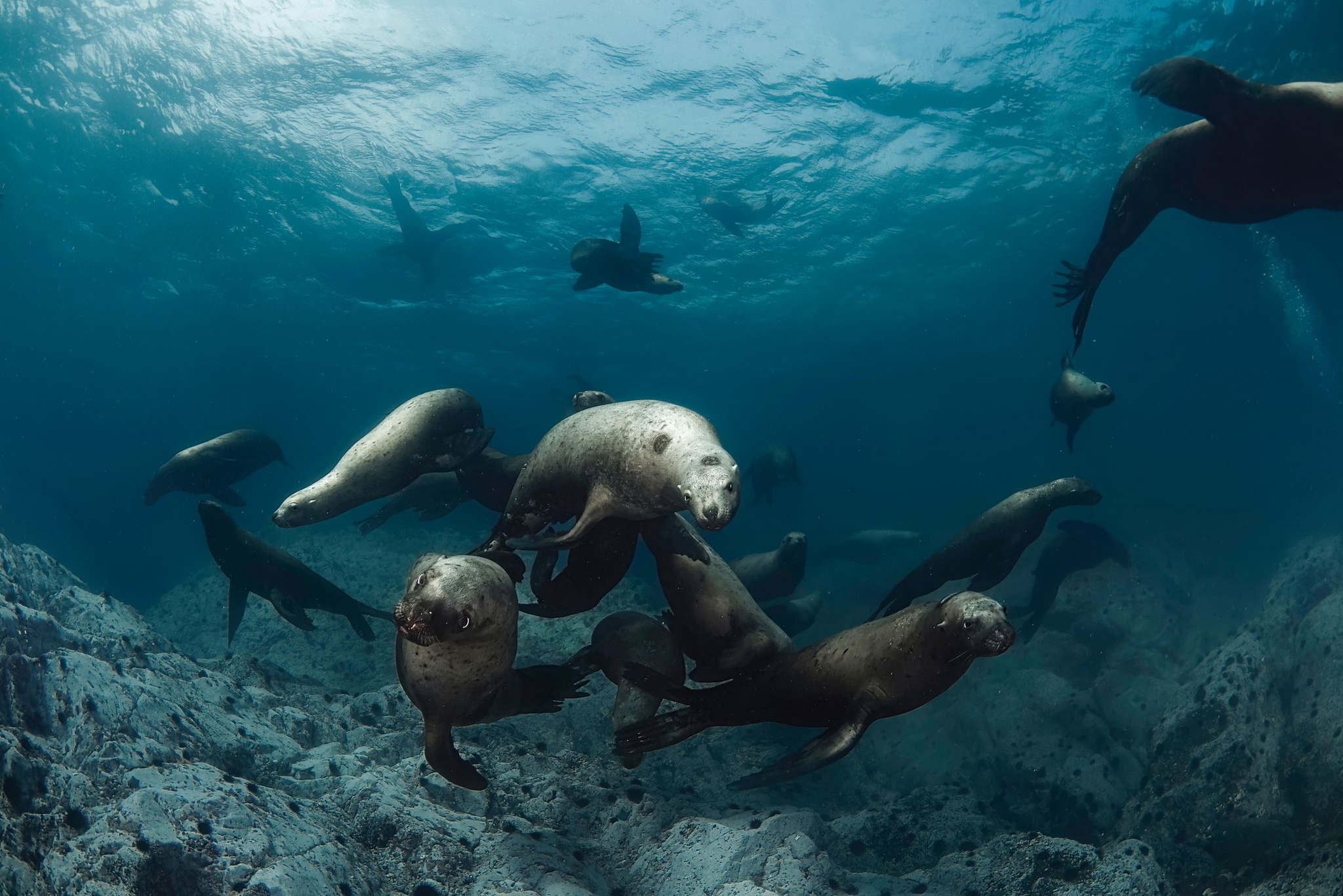 Sea lions of Moneron Island - Sea lions, Moneron, Sakhalin Region, Tatar Strait, Wild animals, Marine life, The photo, Underwater world, Underwater photography, wildlife, Longpost