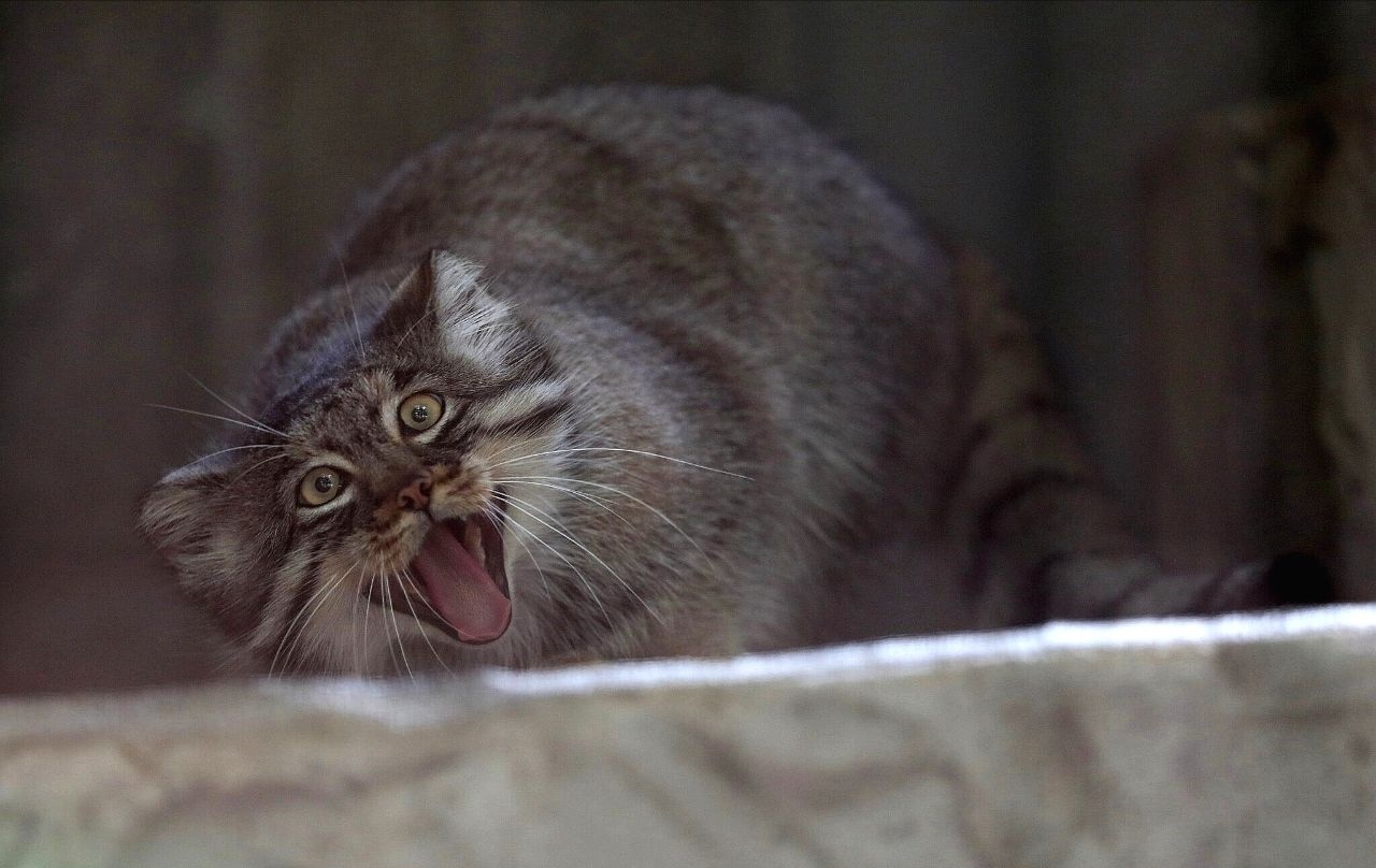 Continuation of the post Sensation! Christmas Miracle! Manulas are more smiling than quokkas!” - Pallas' cat, Pet the cat, Small cats, Cat family, Wild animals, The photo, Vote, Longpost, Repeat, Reply to post