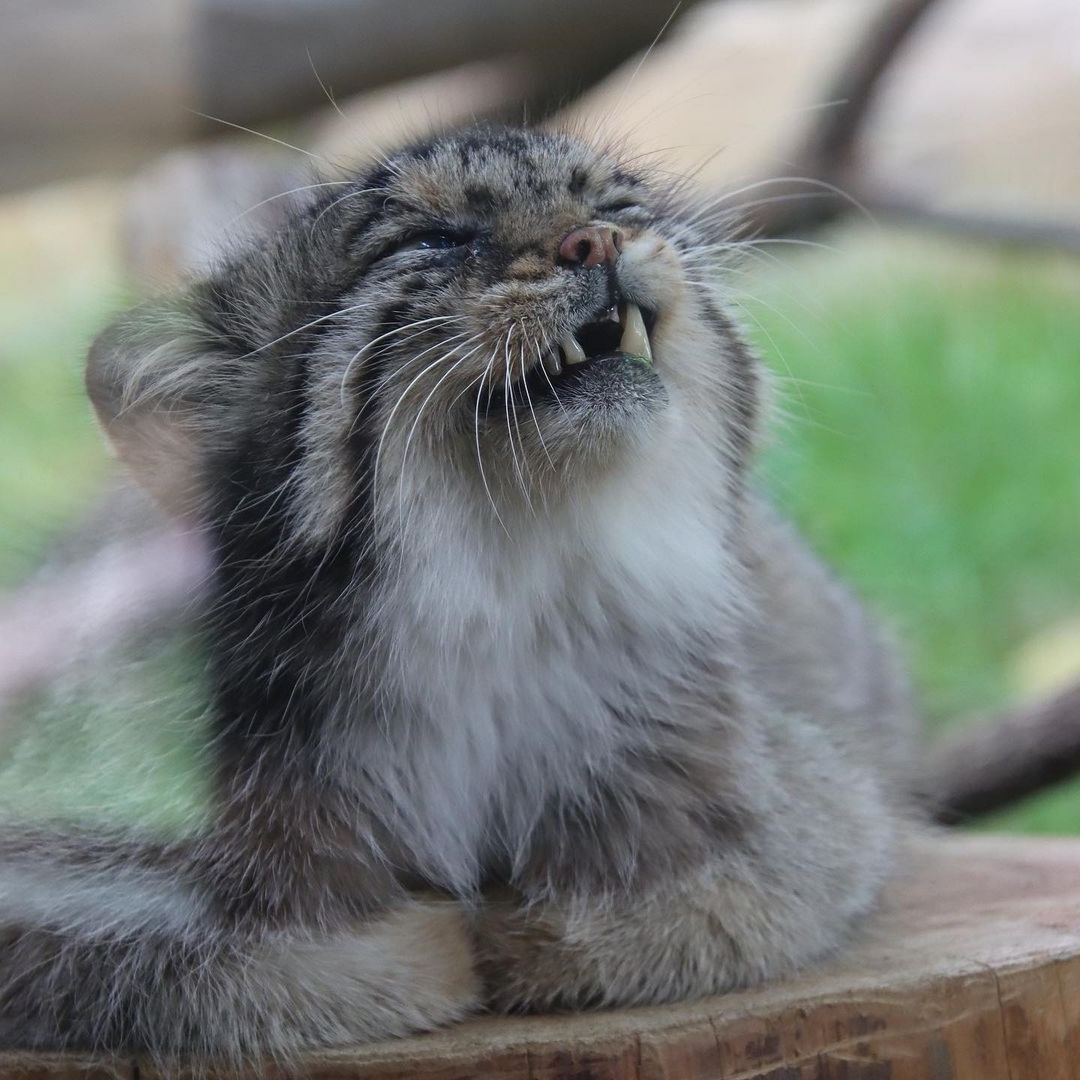 Continuation of the post Sensation! Christmas Miracle! Manulas are more smiling than quokkas!” - Pallas' cat, Pet the cat, Small cats, Cat family, Wild animals, The photo, Vote, Longpost, Repeat, Reply to post