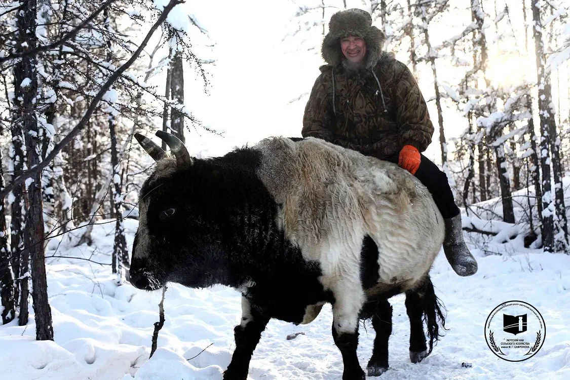 Якутская корова: Они легко выживают в –50 и пьют из полыньи. Всё благодаря «сахарному диабету» и другим чудесам их строения - Корова, Якутия, Книга животных, Яндекс Дзен, Длиннопост