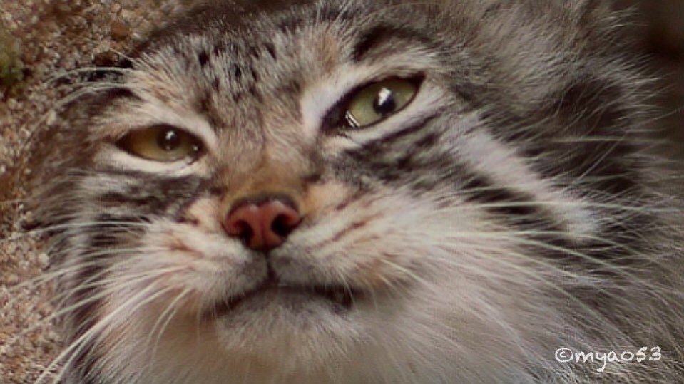 I solemnly swear that I am only plotting a prank :3 - Pallas' cat, Pet the cat, Cat family, Small cats