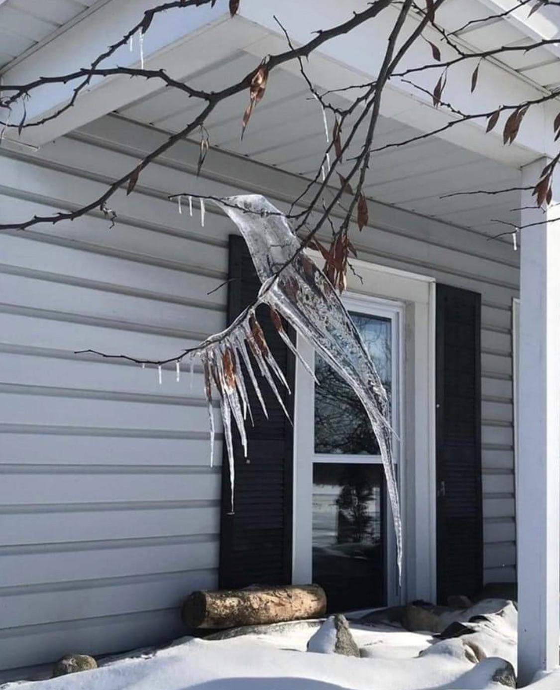 ice bird - The photo, Icicles, Tree, Pareidolia