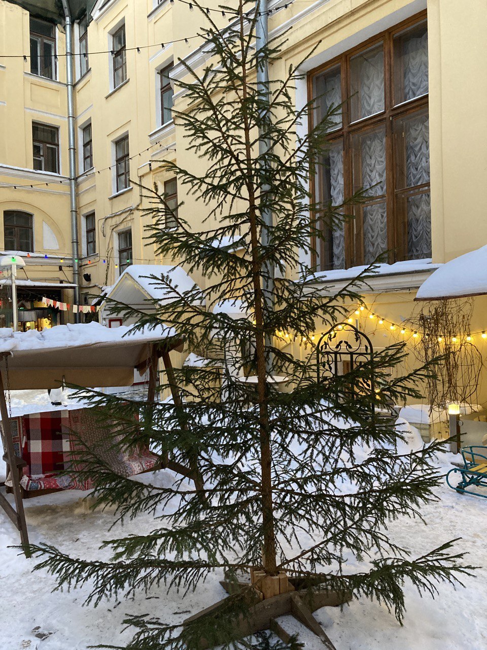 Christmas trees in different places - My, Saint Petersburg, Christmas tree, Christmas trees, New Year, Longpost