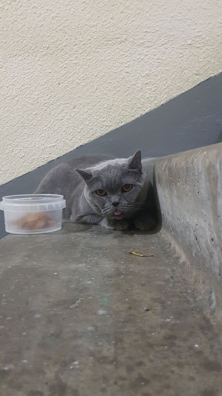 Found a cat, Moscow, Biryulyovo - My, Lost, Overexposure, Homeless animals, Moscow, In good hands, No rating, Longpost, cat, Found a cat