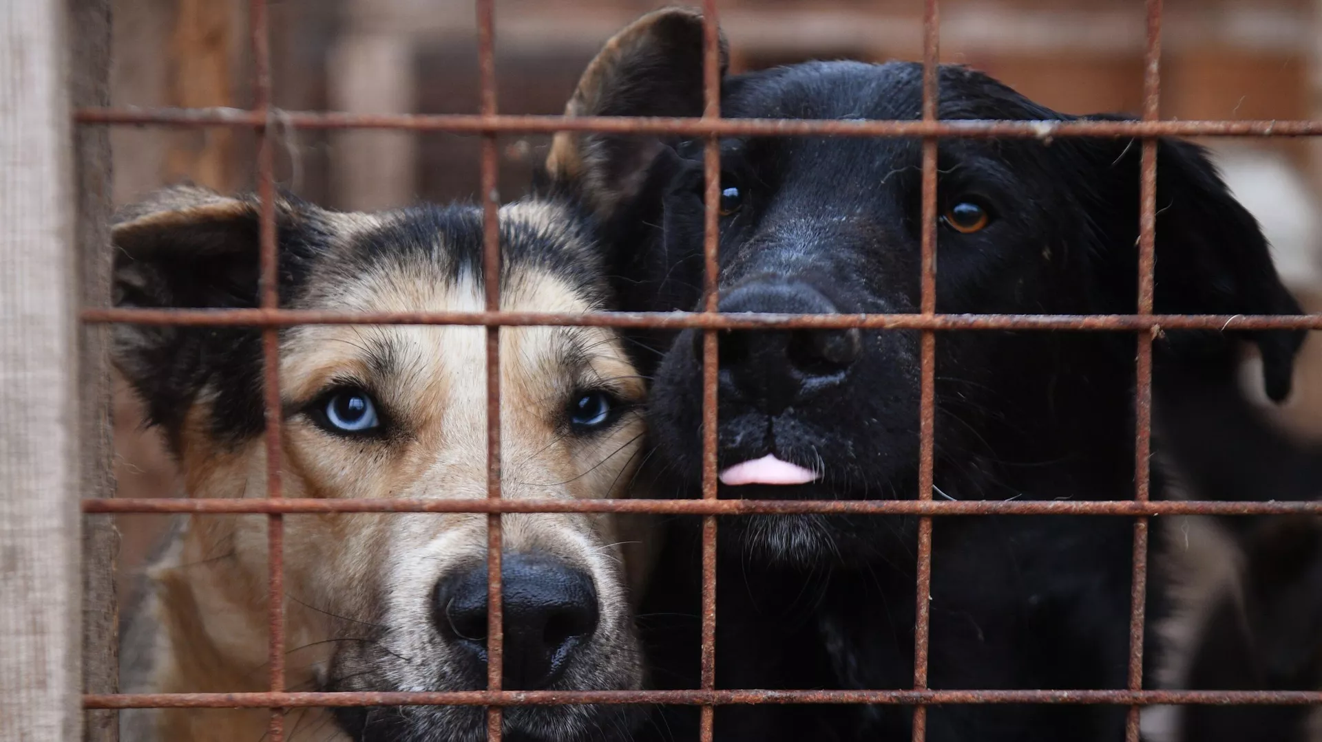 Moscow, shelters, a billion rubles. - Moscow, Animal shelter, Thief, Radical animal protection