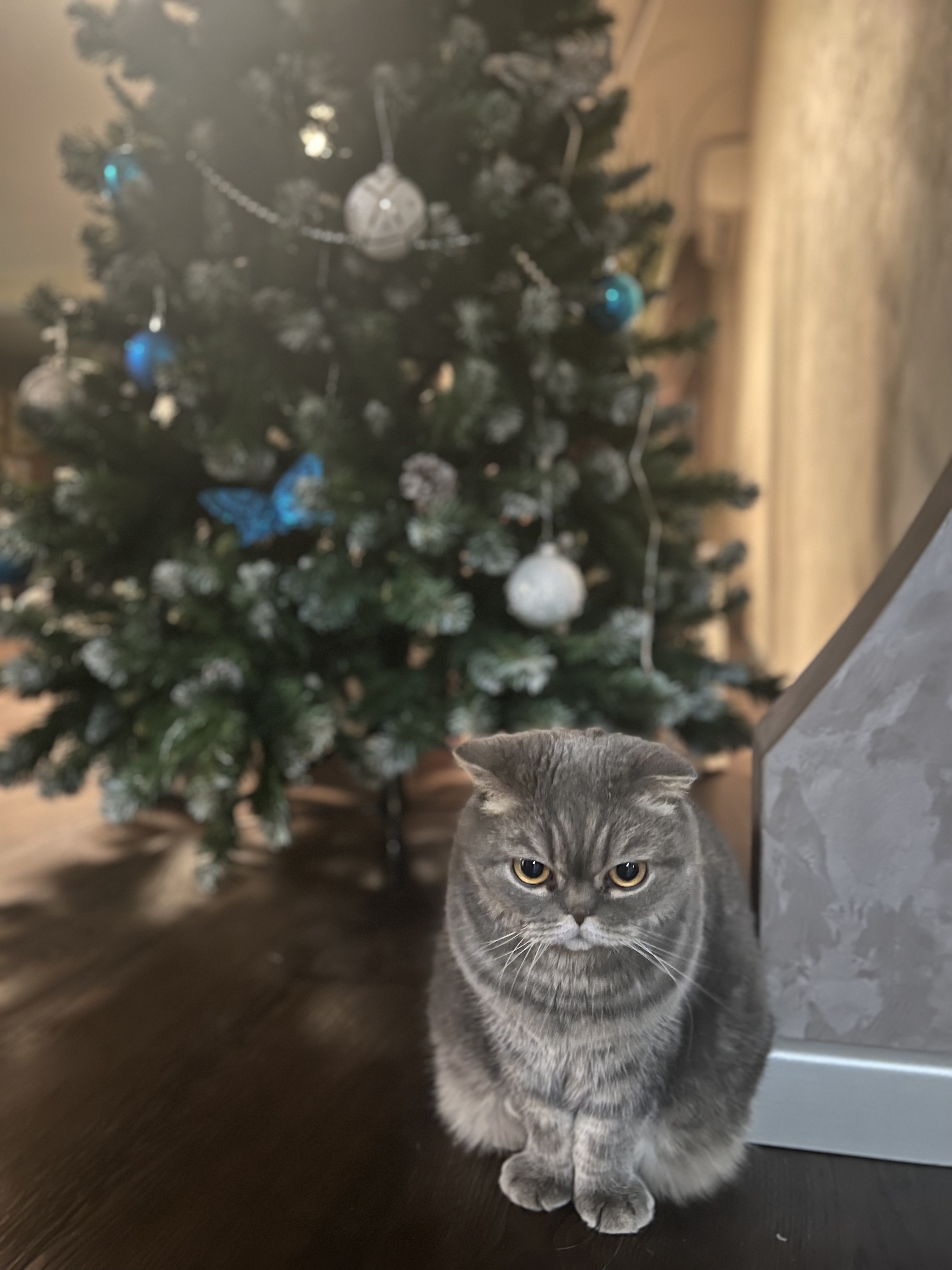 Gloomy anticipation of the new year - My, cat, Christmas tree, Scottish lop-eared, Gloomy