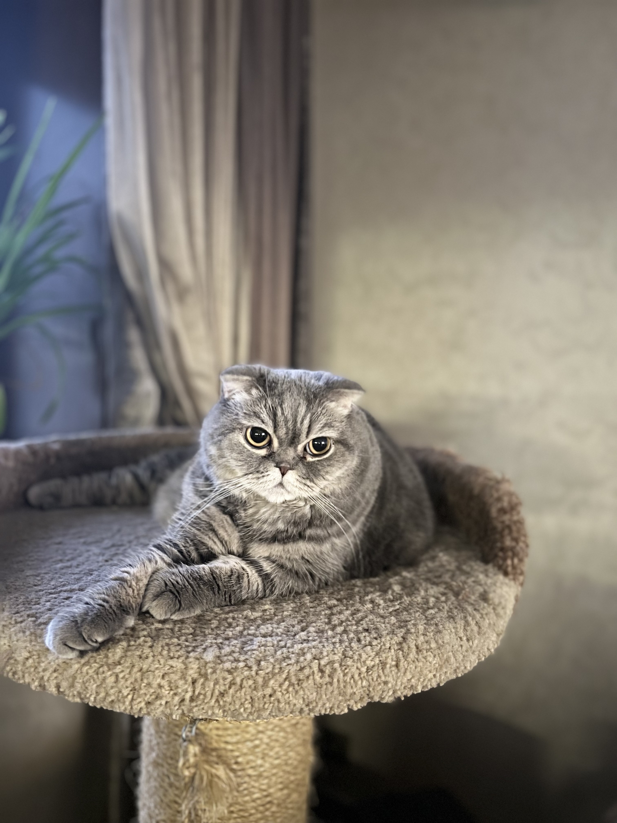 Gloomy anticipation of the new year - My, cat, Christmas tree, Scottish lop-eared, Gloomy