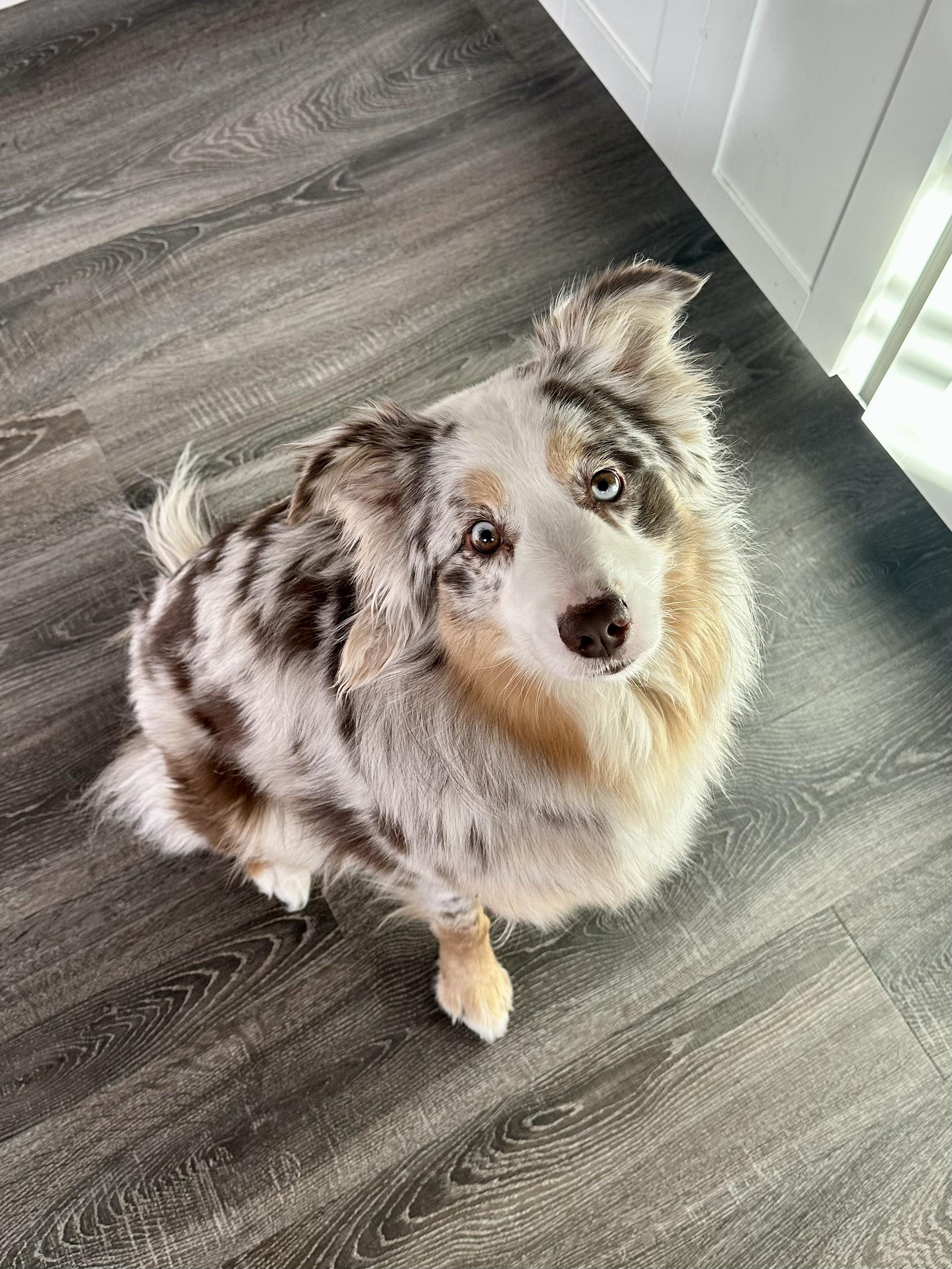 It seemed - Australian shepherd, Dog, Eyes, Blue eyes, Heterochromia, The photo