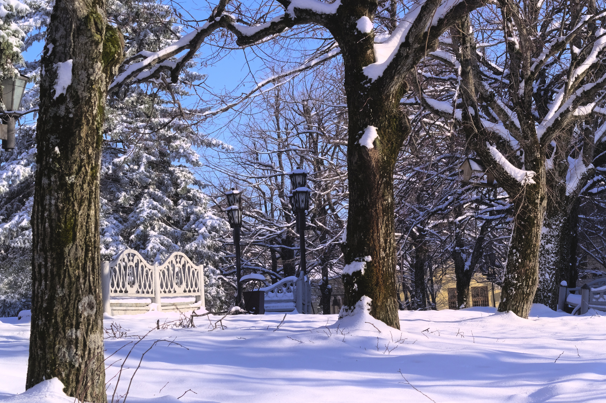 Winter - My, Canon, Zheleznovodsk, The photo, Nature, The park, City walk, Winter, Snow