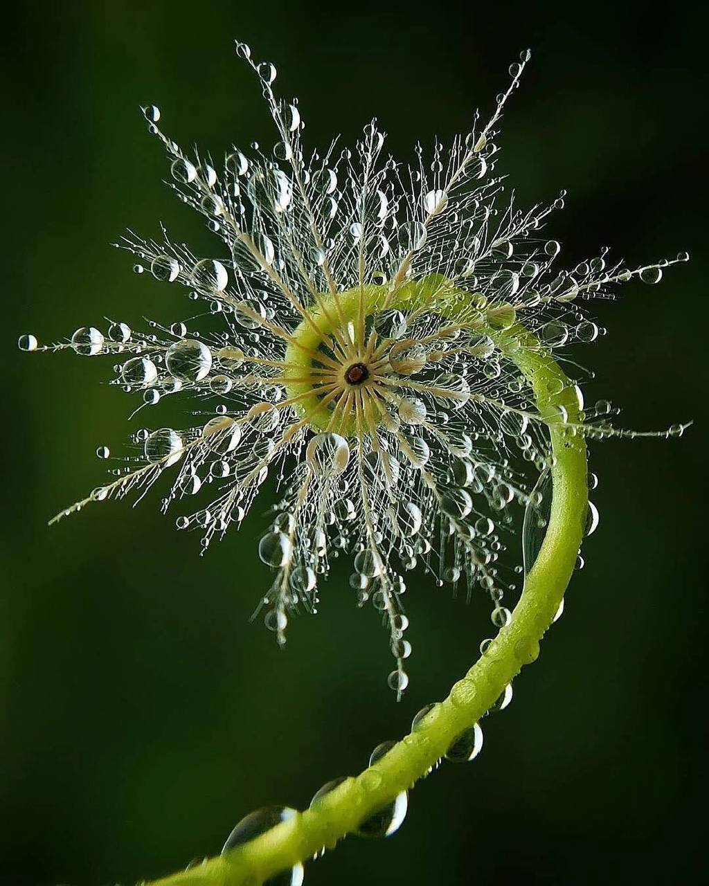 Graceful summer snowflake - Water, Plants, Dew, Morning, Macro photography, Summer