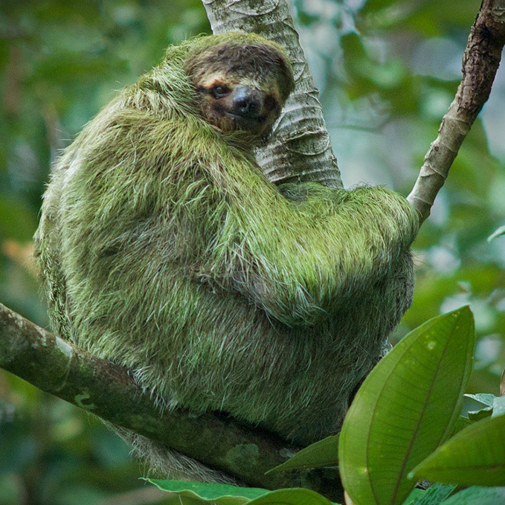 Symbiosis - a familiar word? - Sloth, Symbiosis, Seaweed, Animals, Wild animals