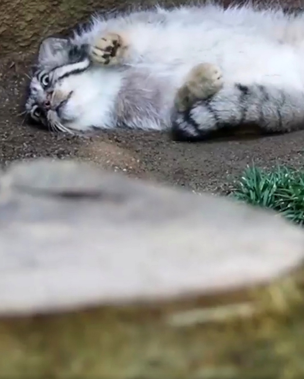 Panamka.enota's response to Breakfast, they have breakfast... I'm already getting close to dinner! - Pallas' cat, Pet the cat, Small cats, Cat family, Wild animals, Reply to post, The photo