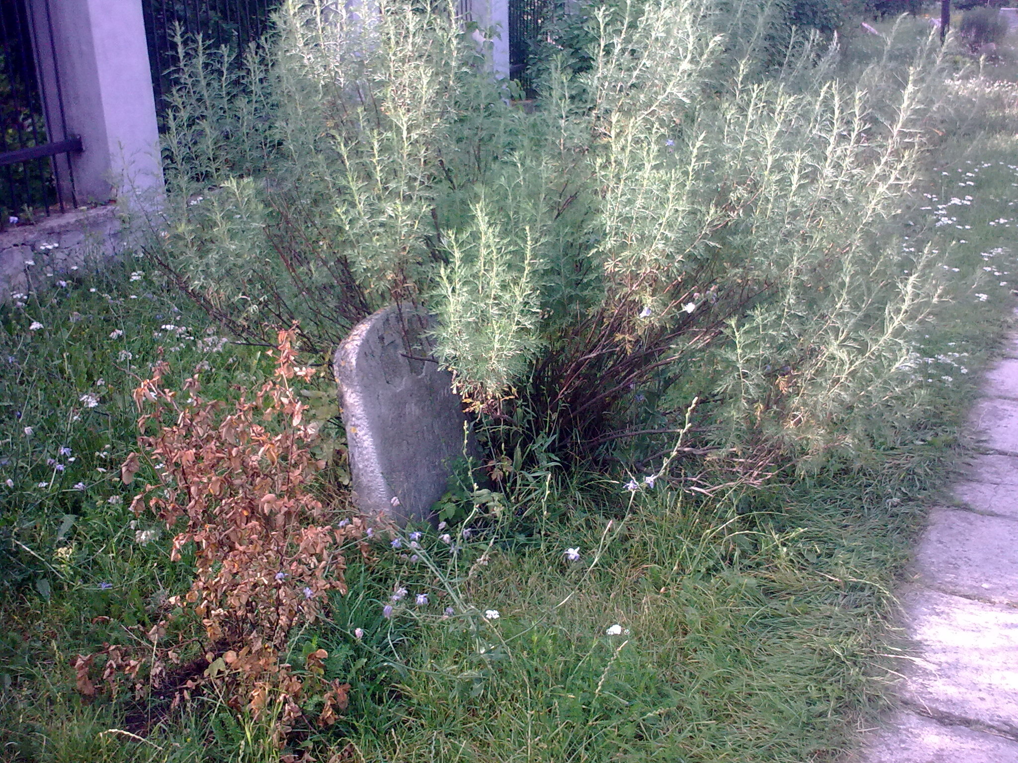 Remains of the cemetery near the Church of the Holy Trinity (St. Roch) in Minsk - People, Thoughts, Cemetery, Grave, Memories, A life