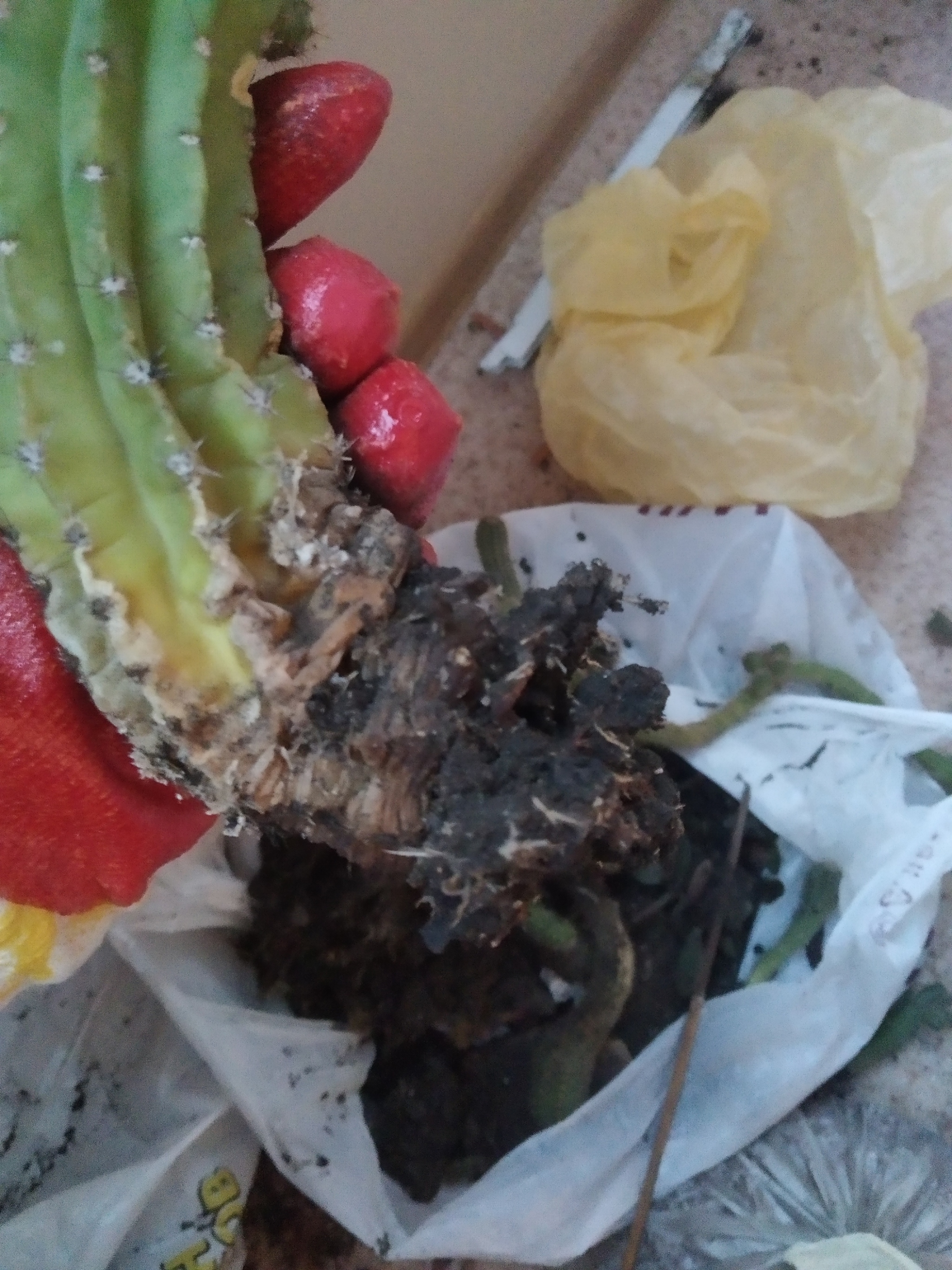 Roots and will to live - My, Houseplants, Plants, Cactus, Roots, Flowers, Hobby, Longpost