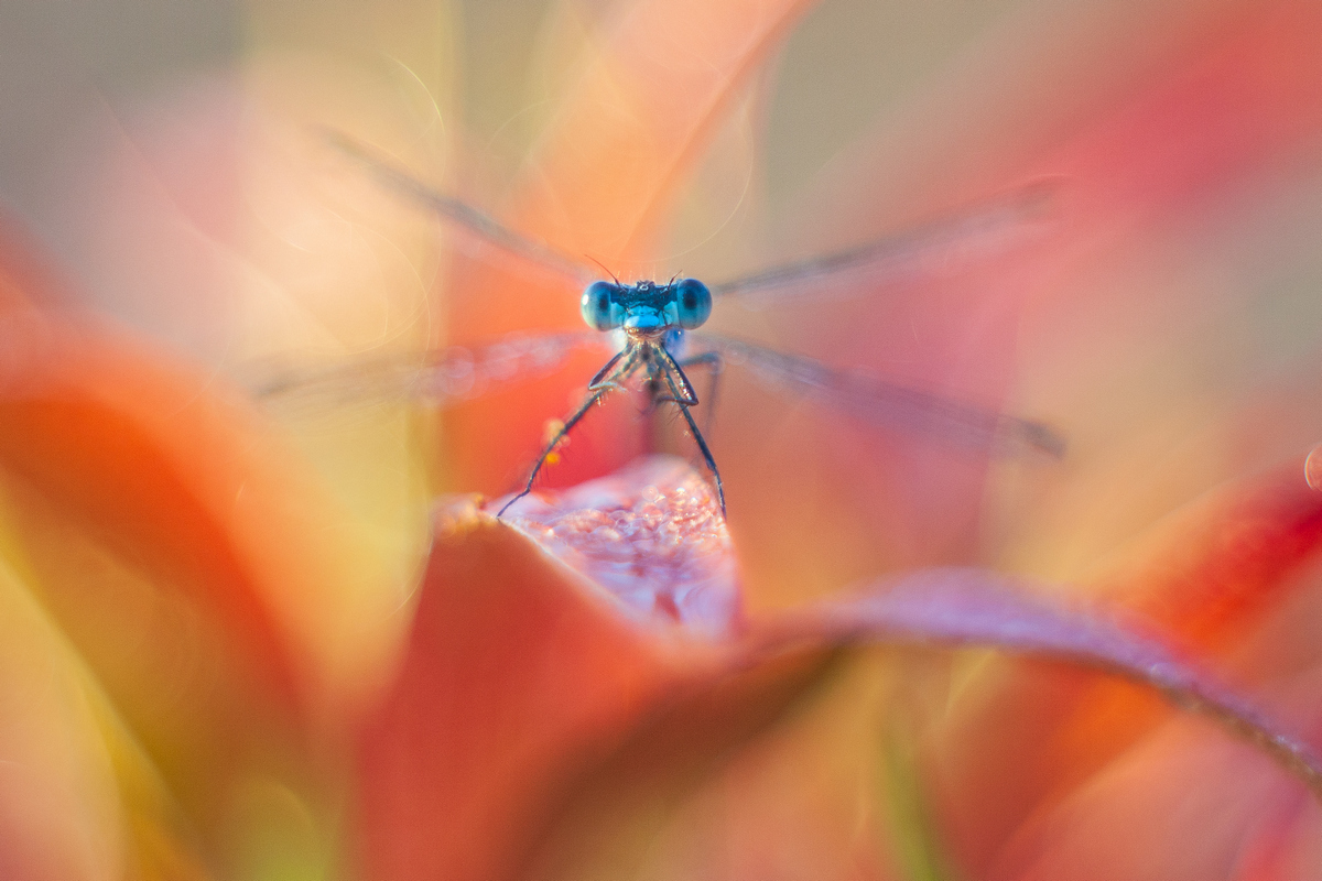 It was the case - My, Macro photography, The photo, Butterfly, Dragonfly