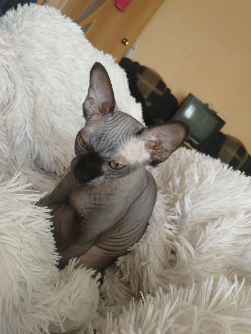 Apartment balds - My, Sphinx, cat, The photo, Longpost, Pets