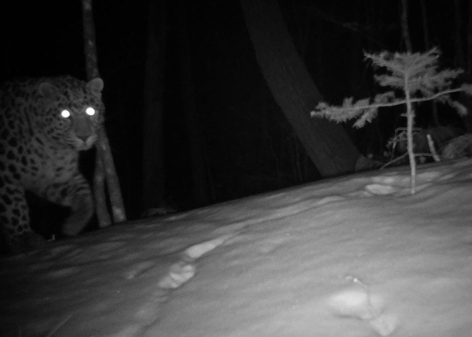 The leopard is ready for the New Year! I even found a Christmas tree - Far Eastern leopard, Primorsky Krai, Land of the Leopard, National park, wildlife, Big cats, Night shooting, Cat family, Predatory animals, The photo, Glowing eyes