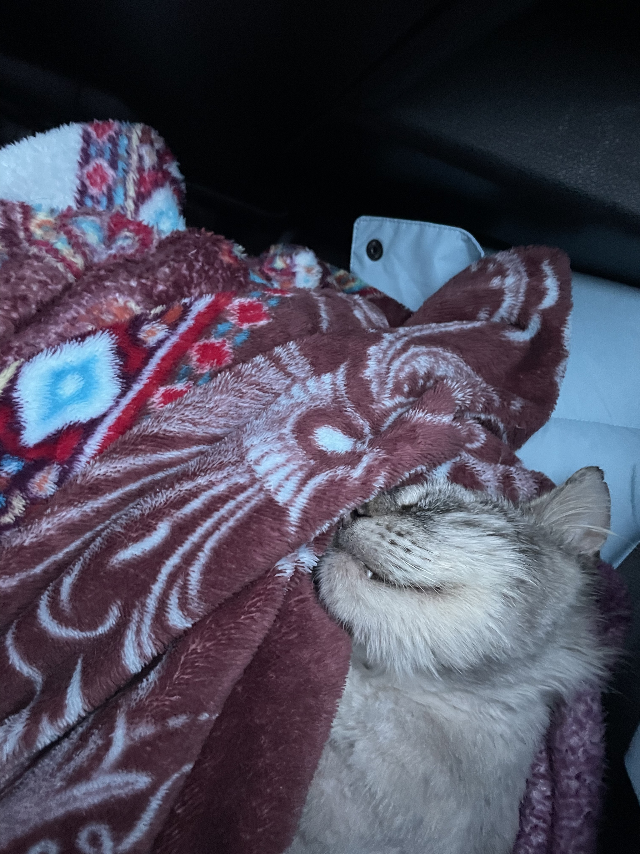 We are looking for owners of three foundlings!! - Kazan, Zelenodolsk, Mari El, In good hands, Overexposure, Shelter, Homeless animals, Helping animals, Longpost, cat, No rating