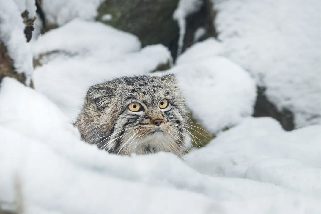 The answer to the post “People, well, quickly clean the snow!” - Pallas' cat, Pet the cat, Small cats, Cat family, Wild animals, The photo, Zoo, Fluffy, Snow, Reply to post