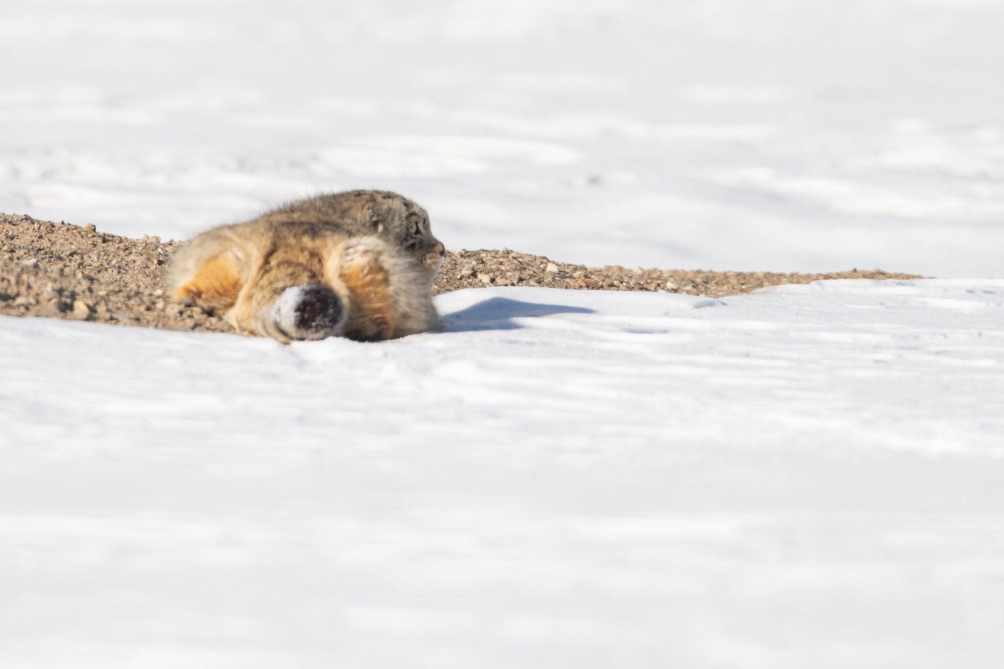 Kotbeg0's answer to “People, quickly clean the snow!” - Pallas' cat, Pet the cat, Small cats, Cat family, Wild animals, The photo, Zoo, Fluffy, Snow, Reply to post