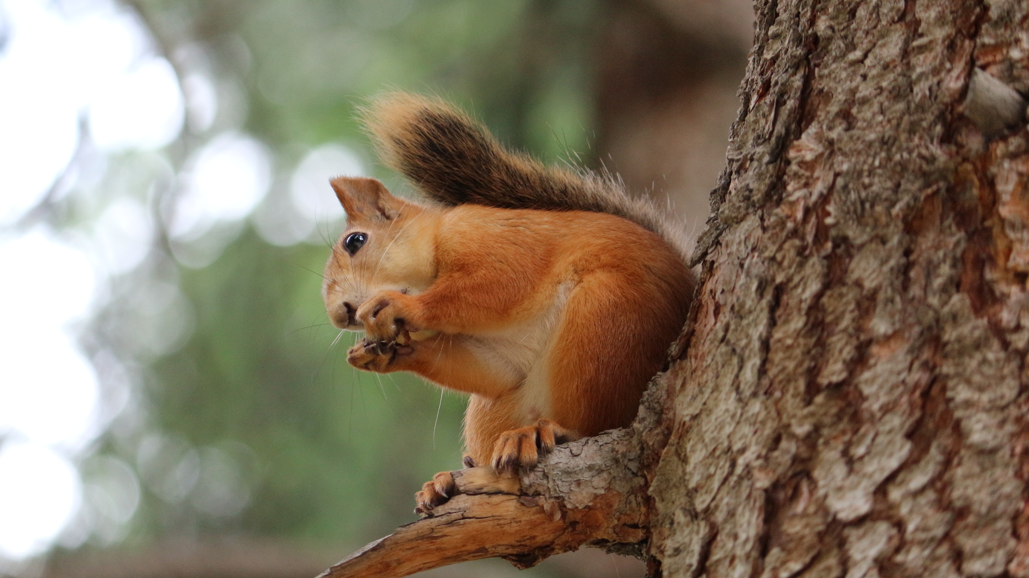 Dratuti - My, The photo, Squirrel, Almaty mountains, Close-up