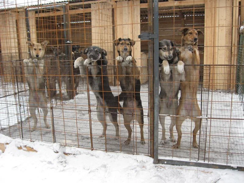 Don't buy - take it in a shelter! - a popular slogan with pitfalls. We tell why mongrels are not better than purebred dogs - Dog, Animal shelter, Homeless animals, Shelter, Yandex Zen, Longpost