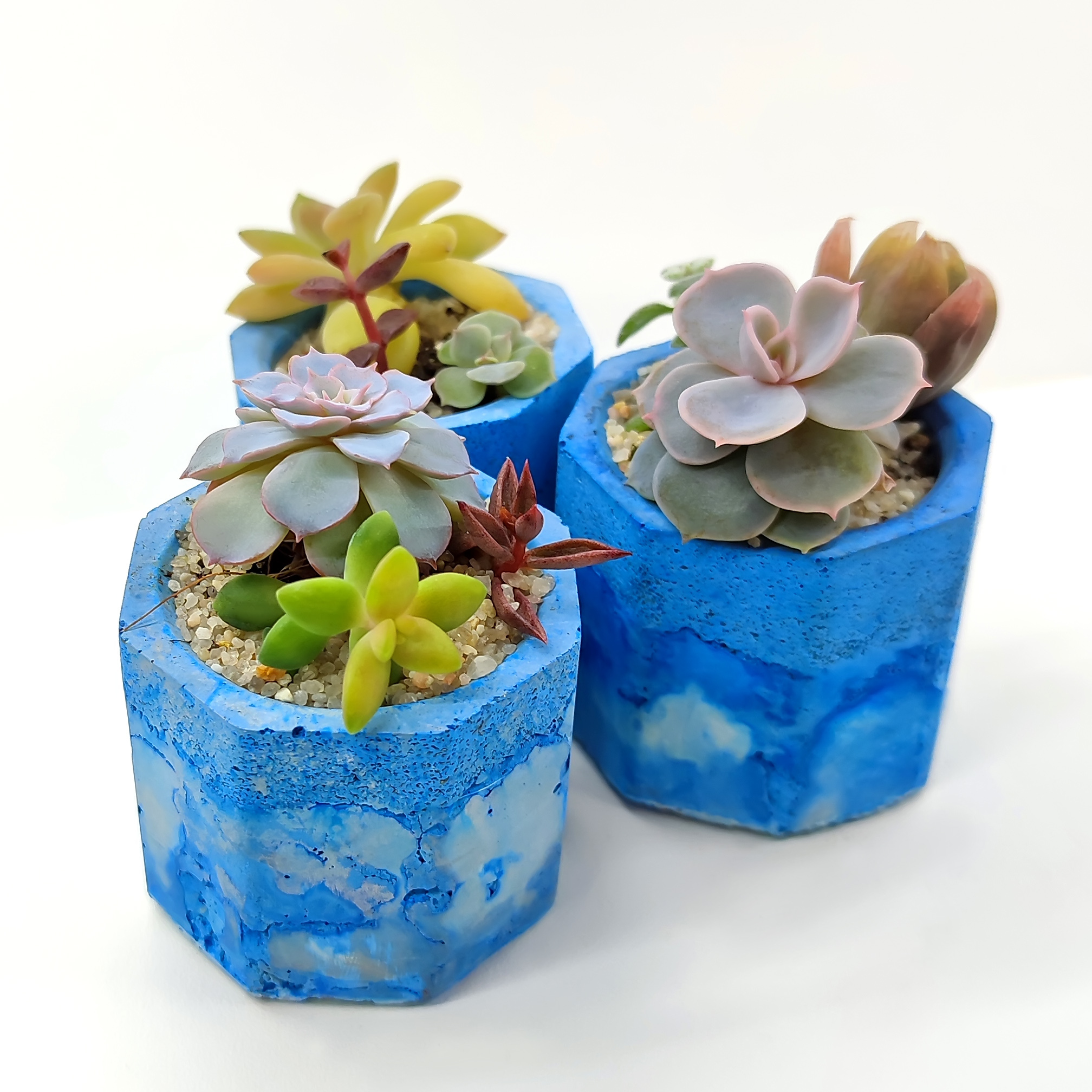 Cement + succulents - My, Succulents, Plants, Houseplants, Longpost, Plant pot