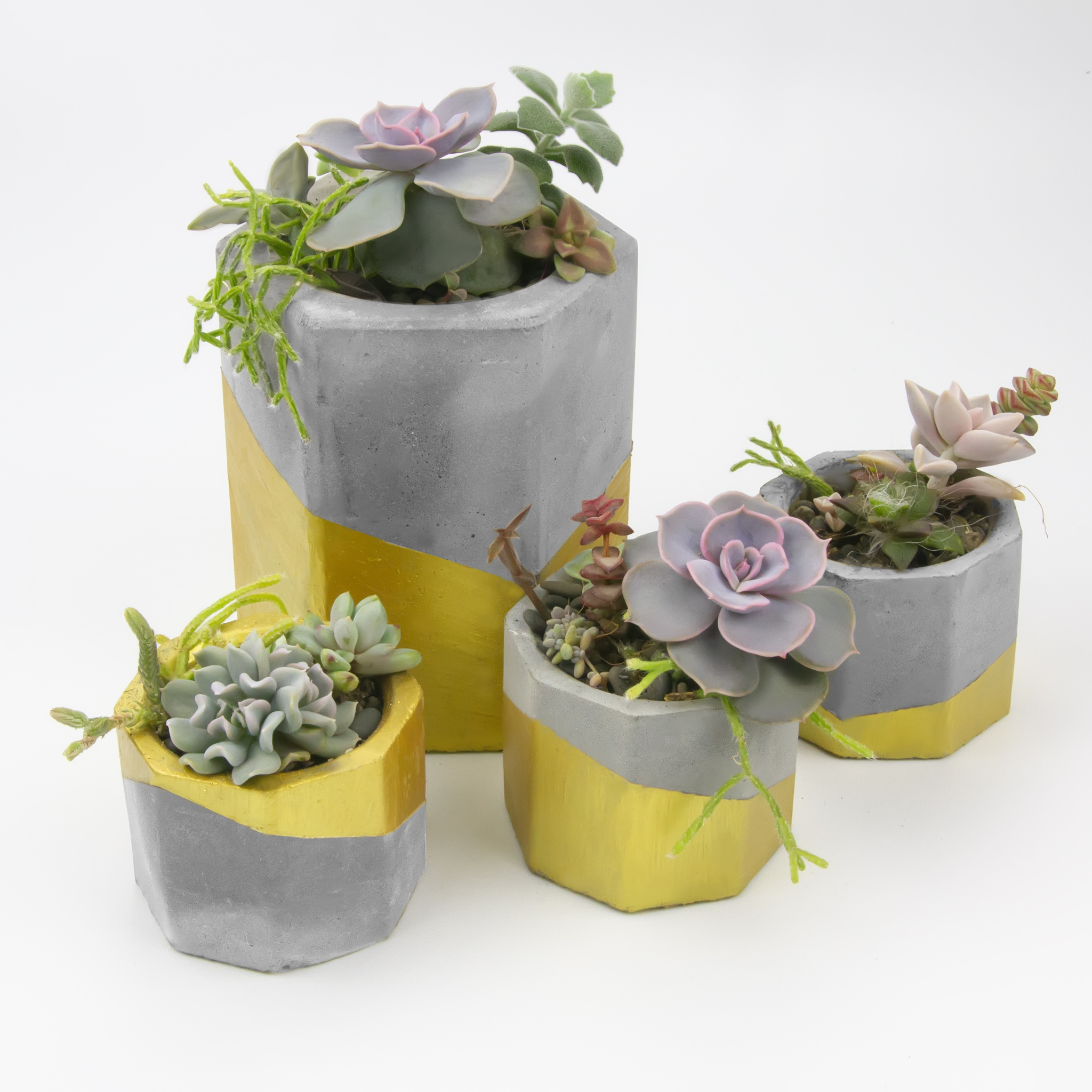 Cement + succulents - My, Succulents, Plants, Houseplants, Longpost, Plant pot