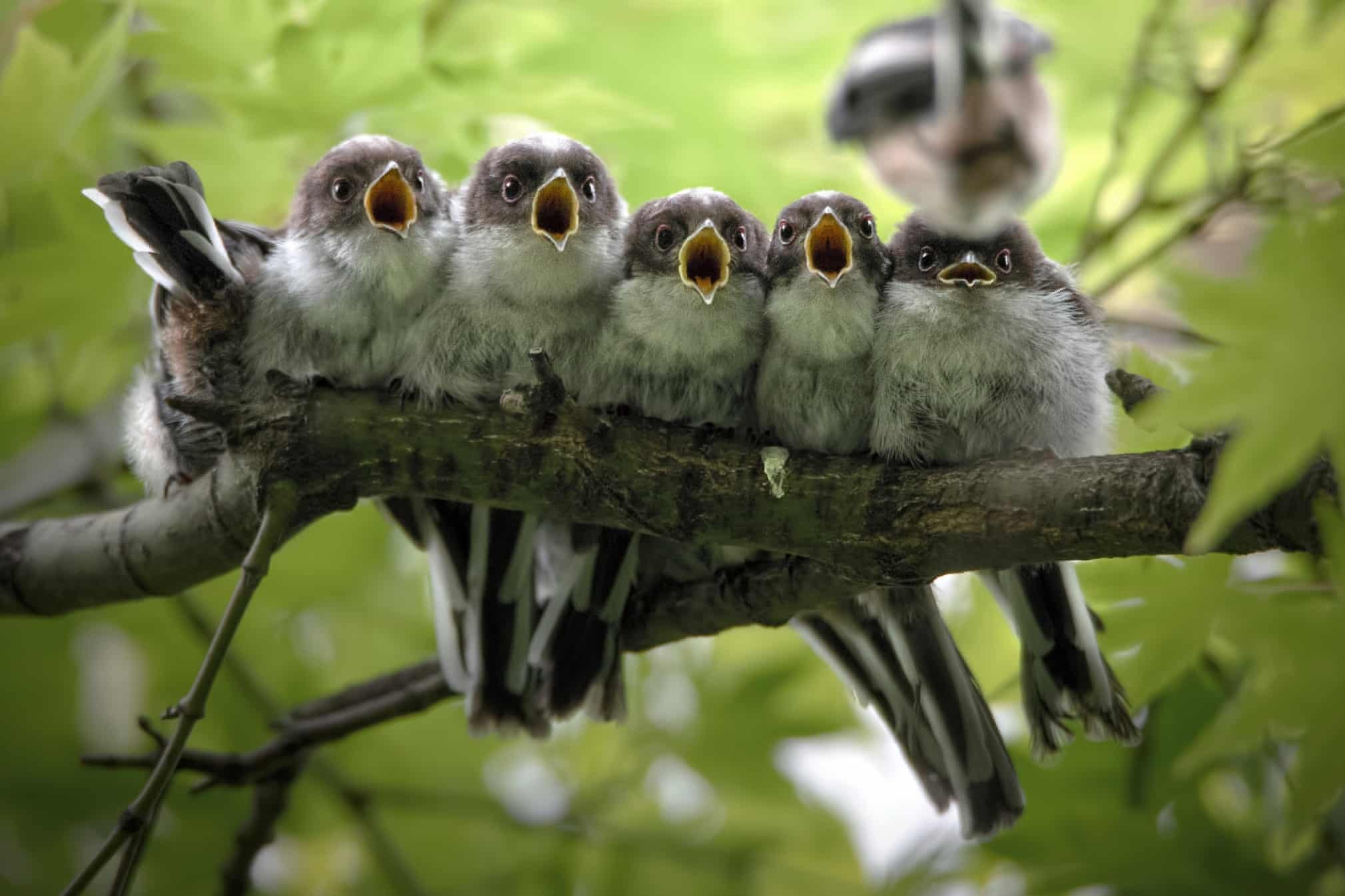 bird choir - Birds, wildlife, The photo