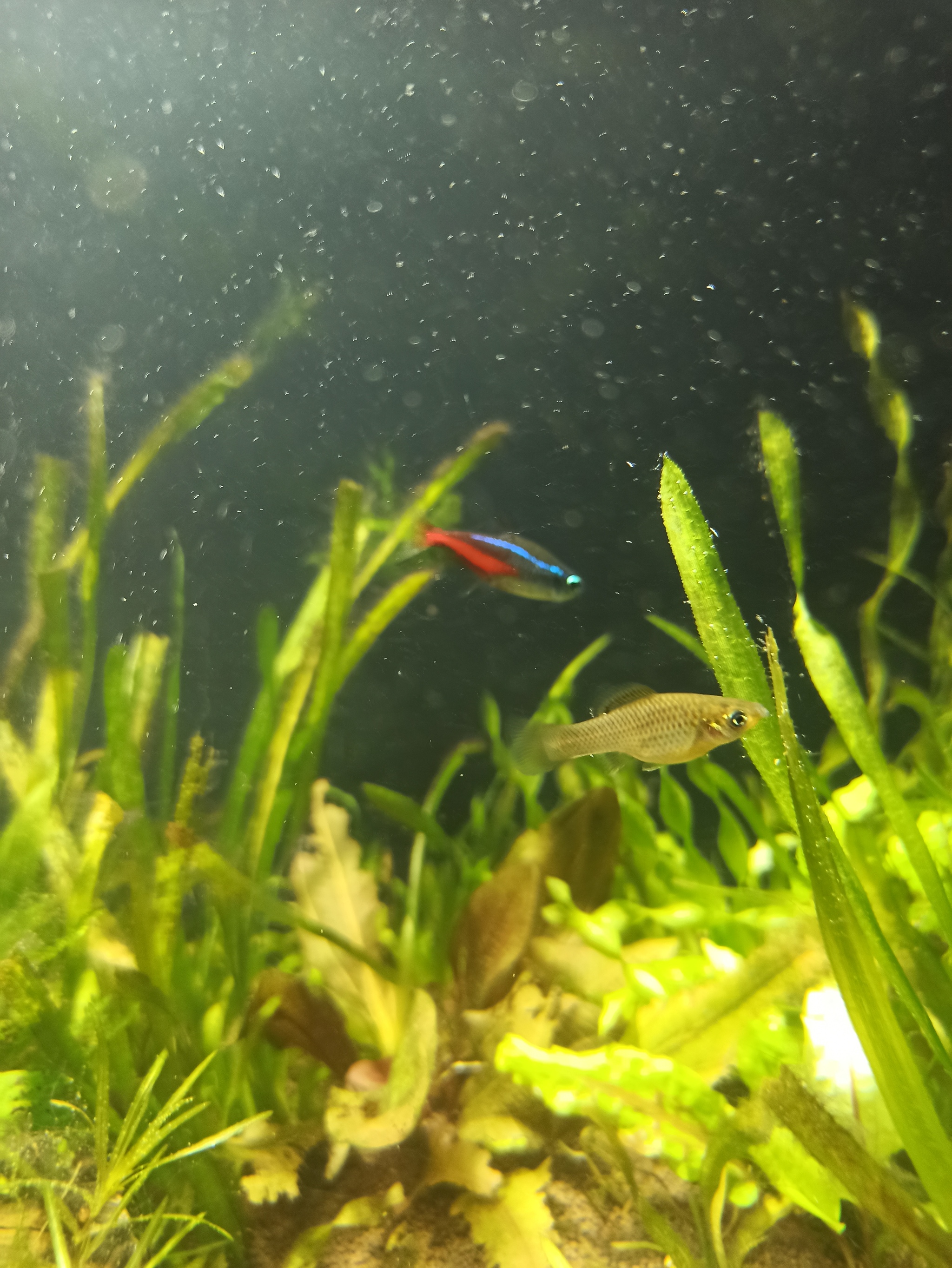 Help with definition - Help, Aquarium, Aquarium fish, Aquarium, Longpost