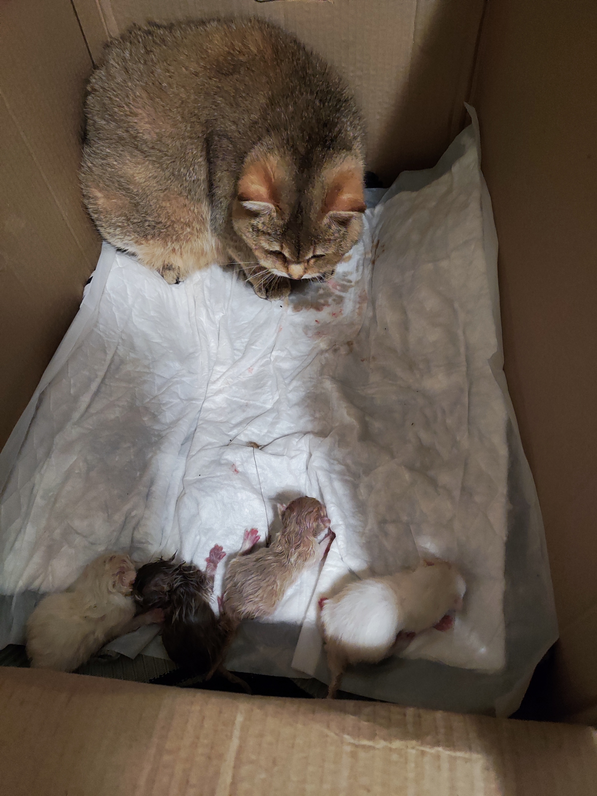 Как я принимала роды у кошки | Пикабу