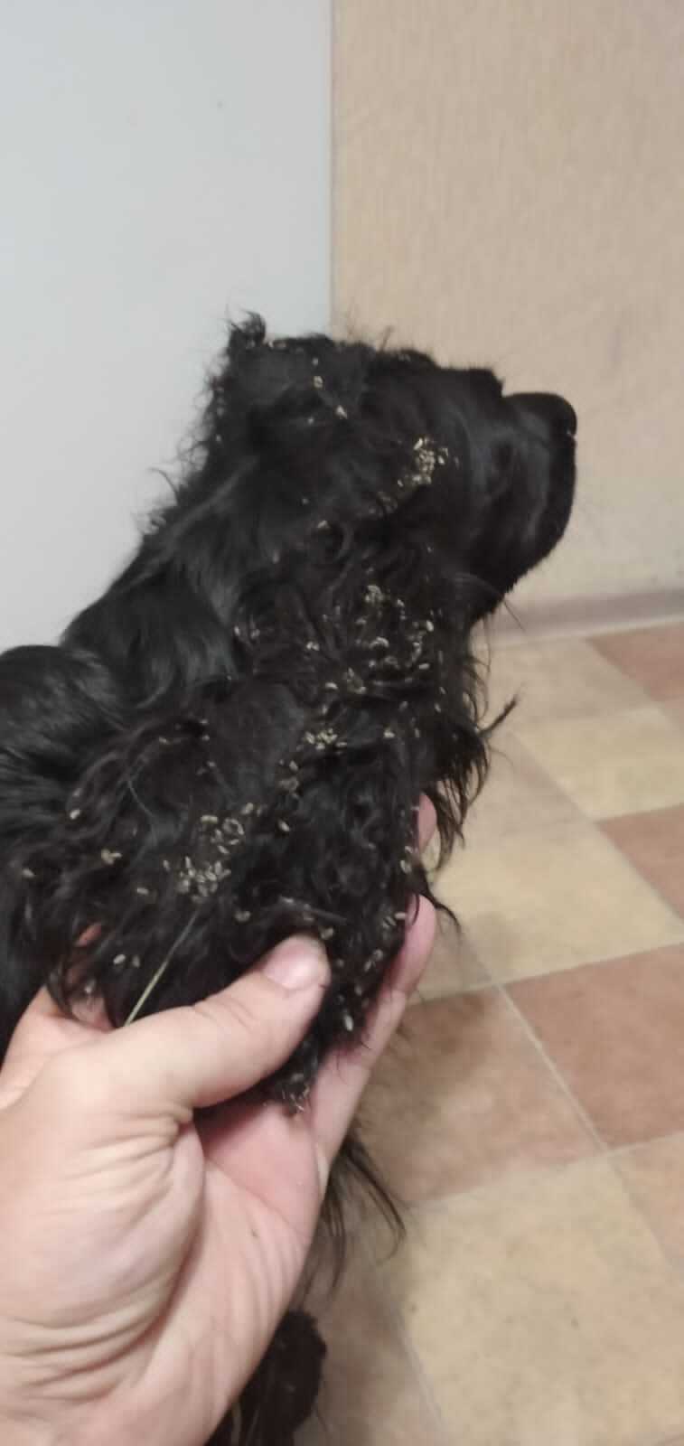 Scratch, Shura, scratch! She is a spaniel! - My, Dog, Cocker Spaniel, Spaniel, Grooming, Need advice, Longpost