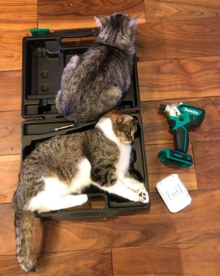 When I bought a box of tools, and one part is immediately visible not from the set - cat, Tools, The photo