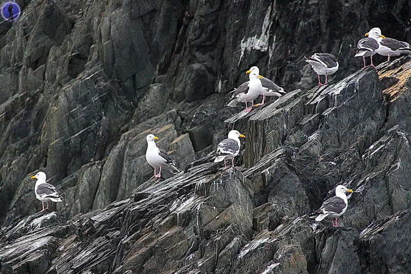 Continuation of the post Journey to the Shantar Islands: Where the whales live - Shantar Islands, Sea of ??Okhotsk, Travels, Tent, Туристы, Hike, Tourism, Yandex Zen, Reply to post, Longpost