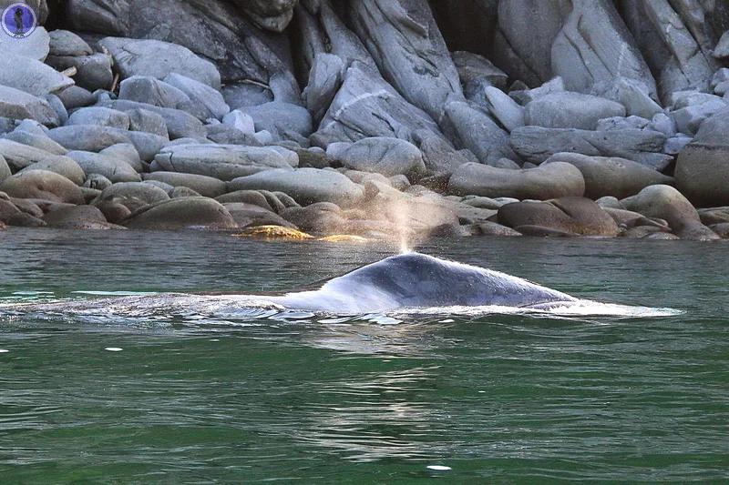 Continuation of the post Journey to the Shantar Islands: Where the whales live - Shantar Islands, Sea of ??Okhotsk, Travels, Tent, Туристы, Hike, Tourism, Yandex Zen, Reply to post, Longpost