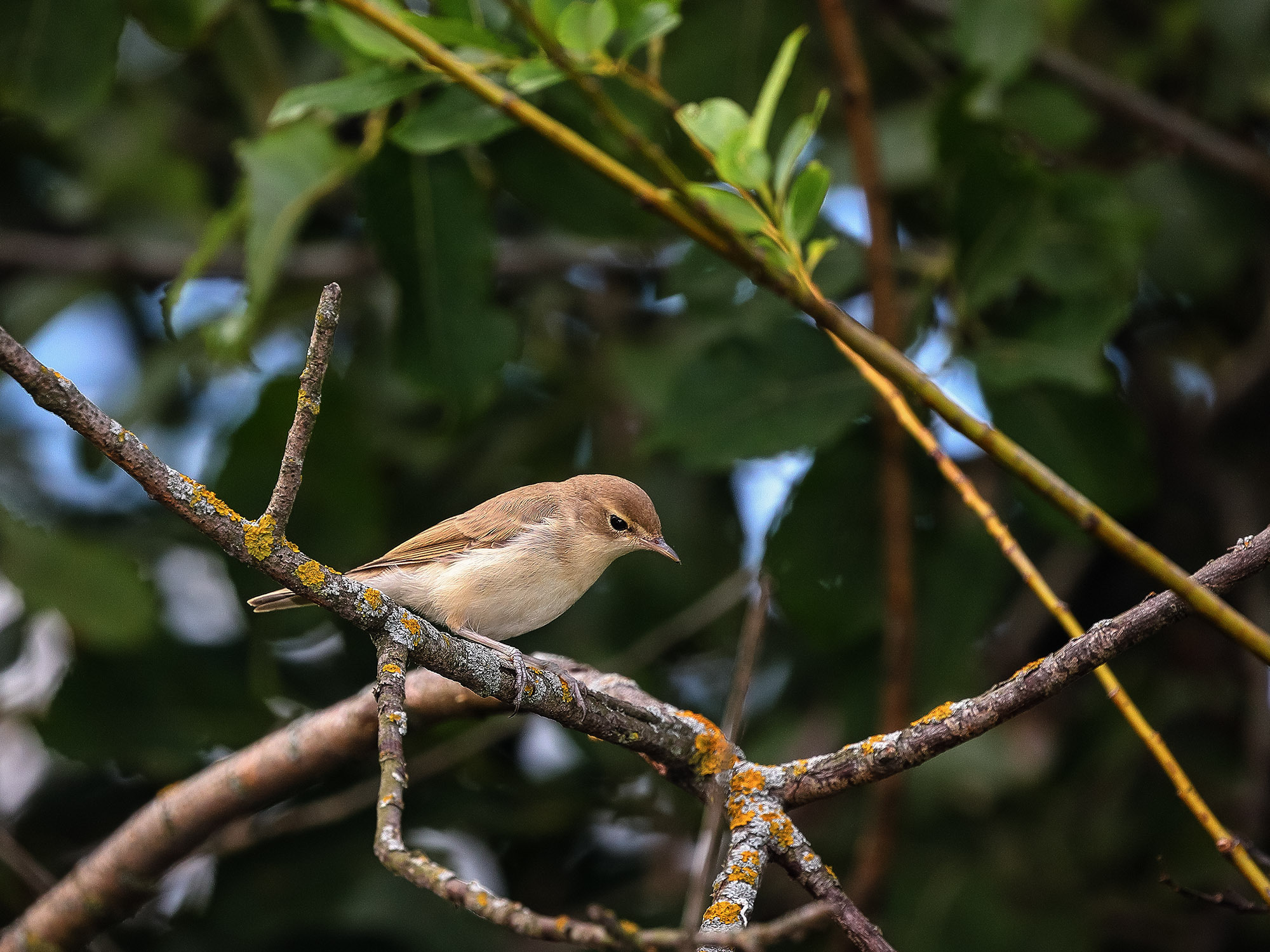 Kamyshevka - My, The photo, Birds, Ornithology, Photo hunting, Canon, wildlife, Bird watching